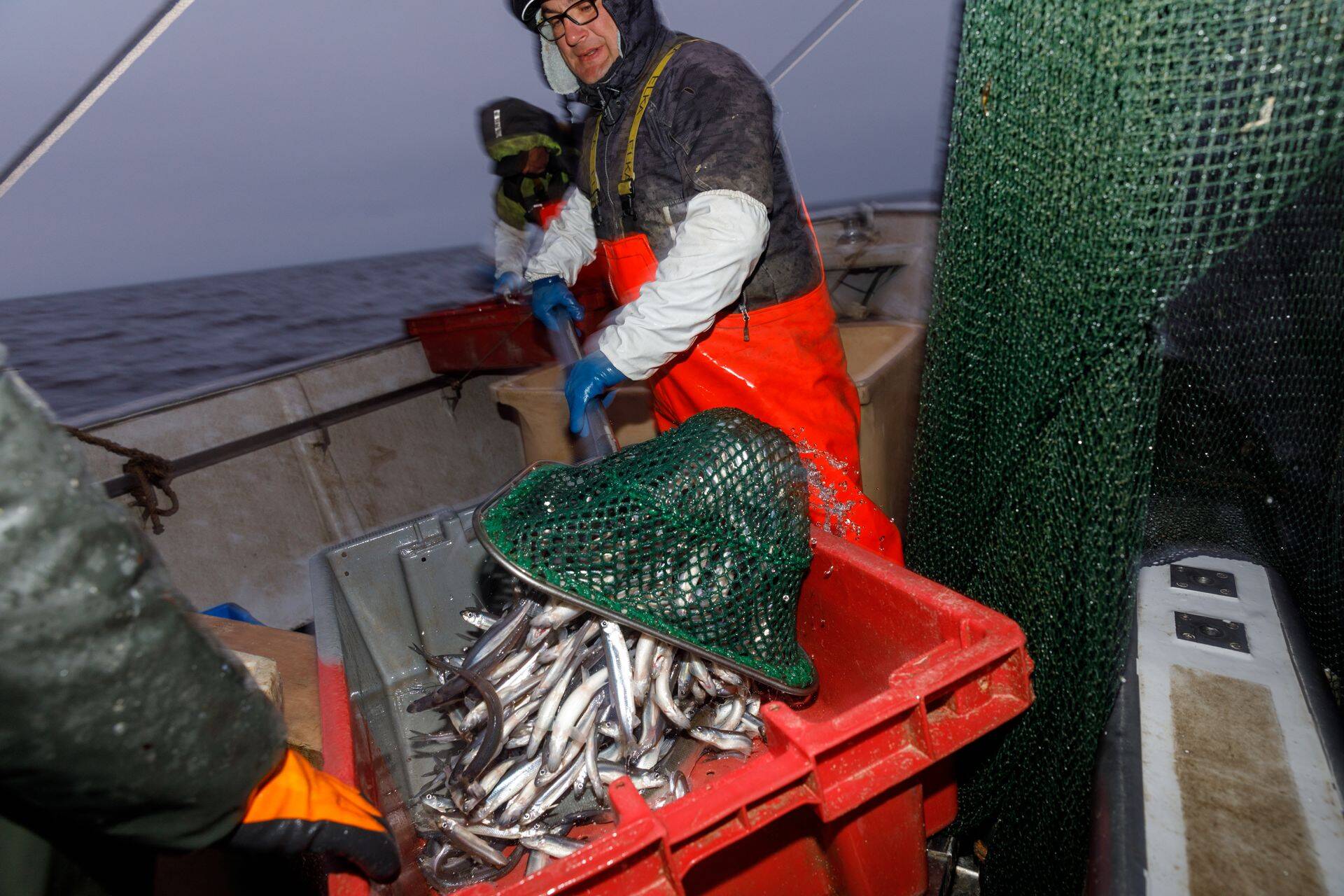 Teist põlve rannakalur Villu Tüür kühveldab mõrrast tinti kastidesse.