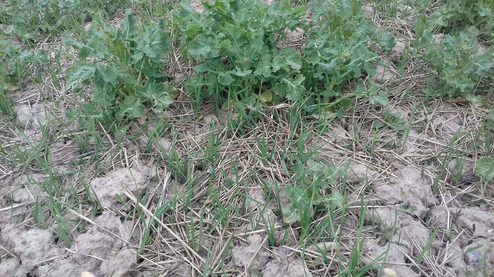 Tuulekaer rapsipõllul