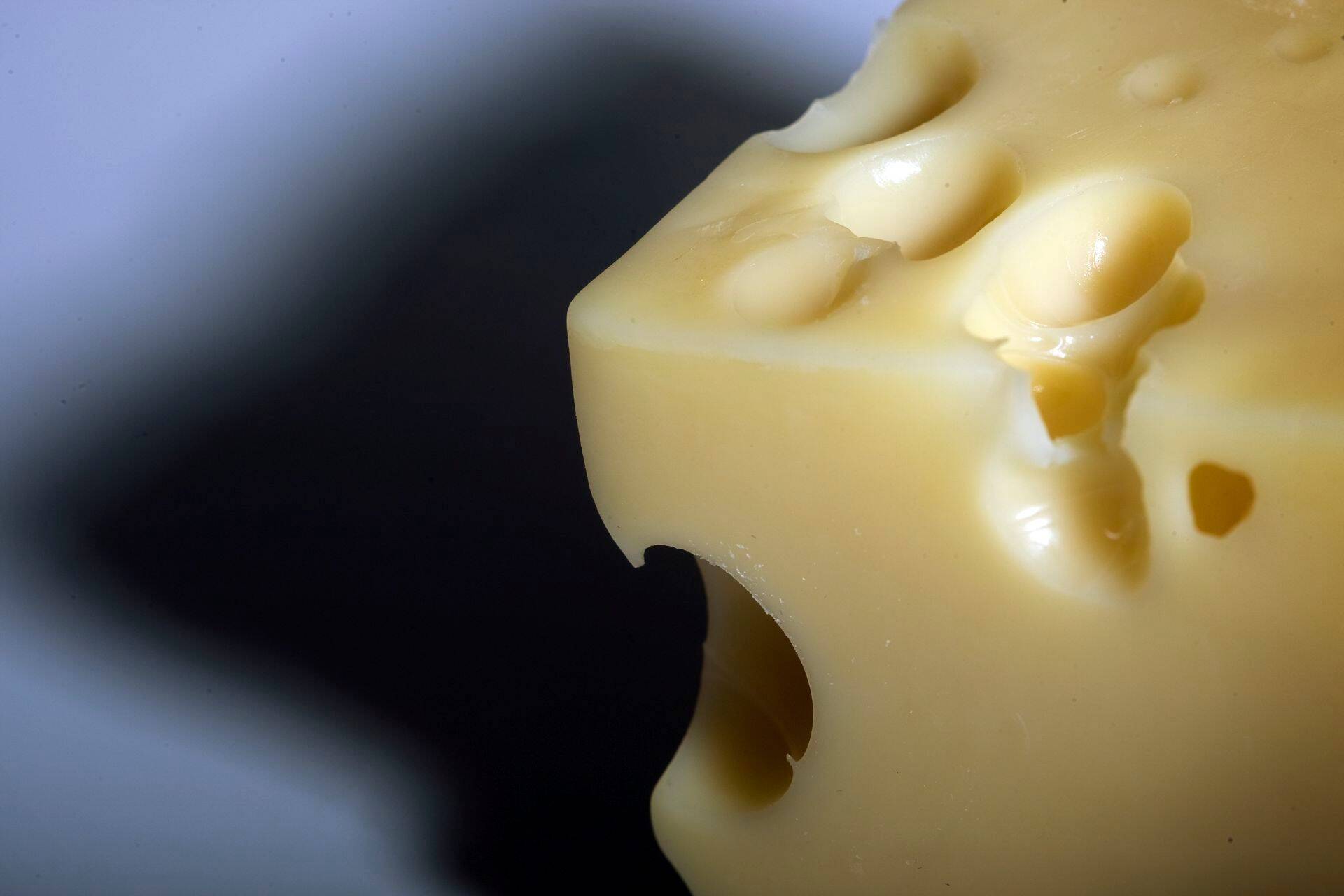 Piimatööstused on toodetega koduturul järjest tihedamas konkurentsis.