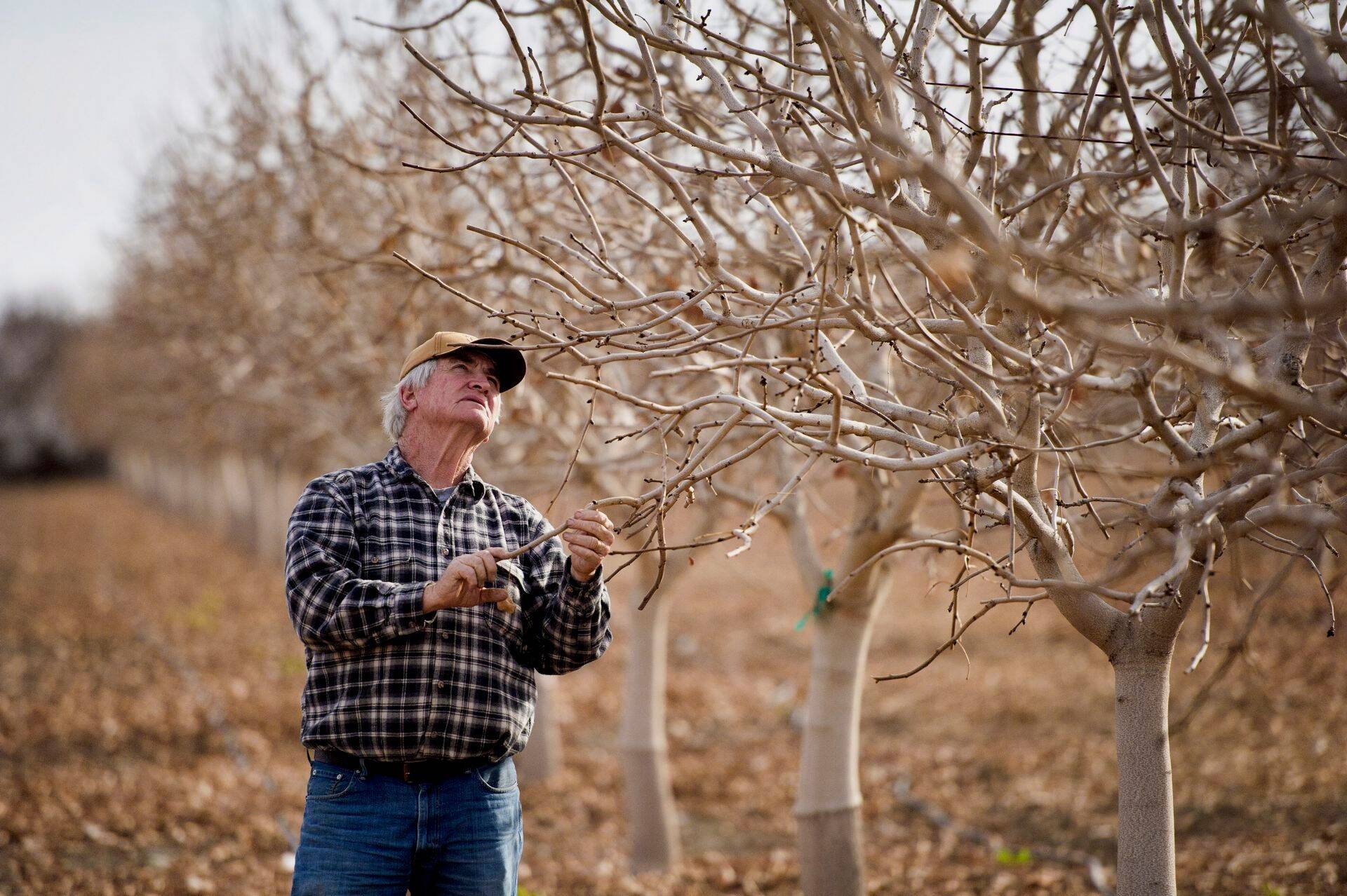 California farmer pistaatsiapuud uurimas