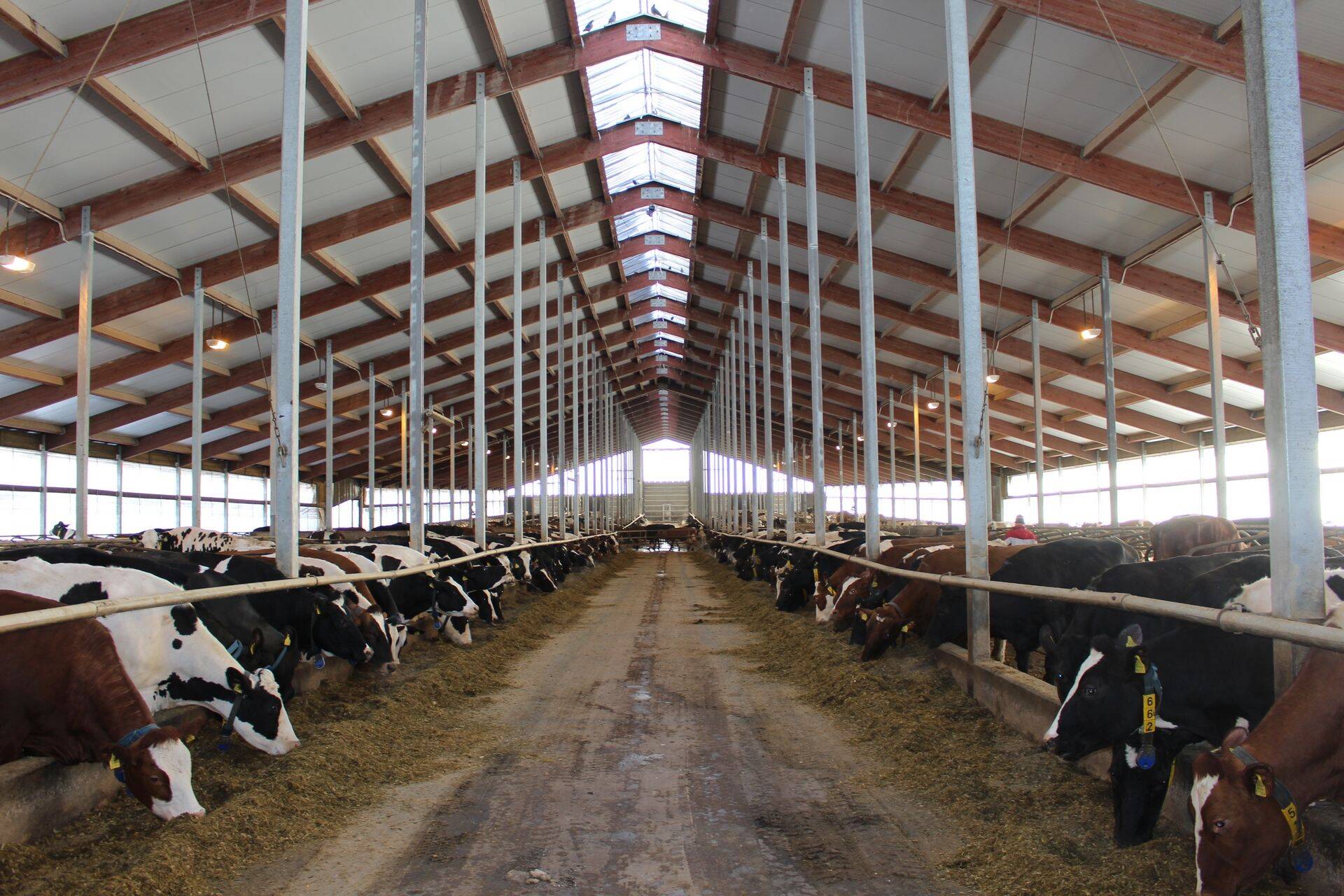 Sadala piimafarm