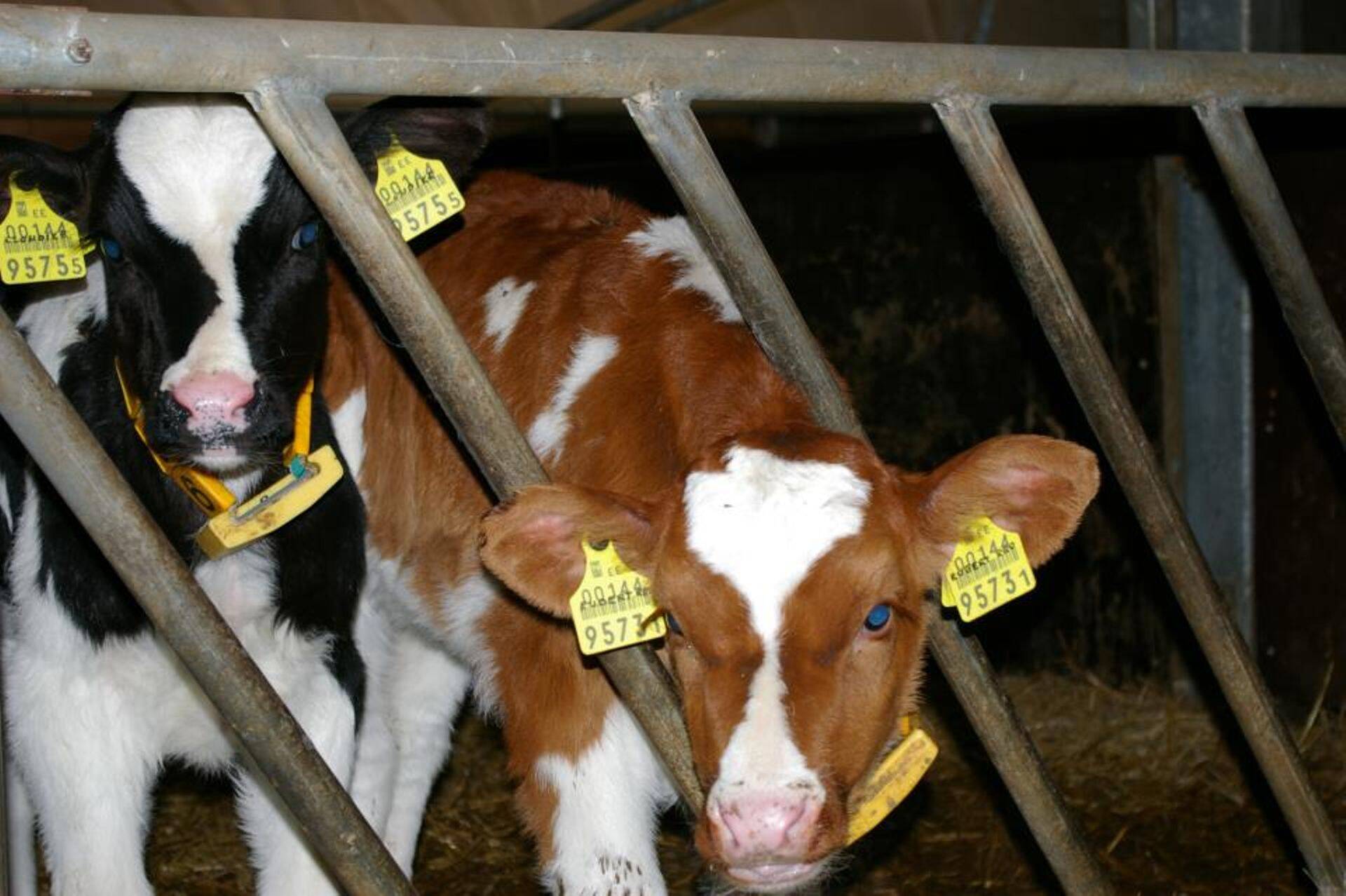 Alltech ja DLG kuulutasid välja ühisettevõtte