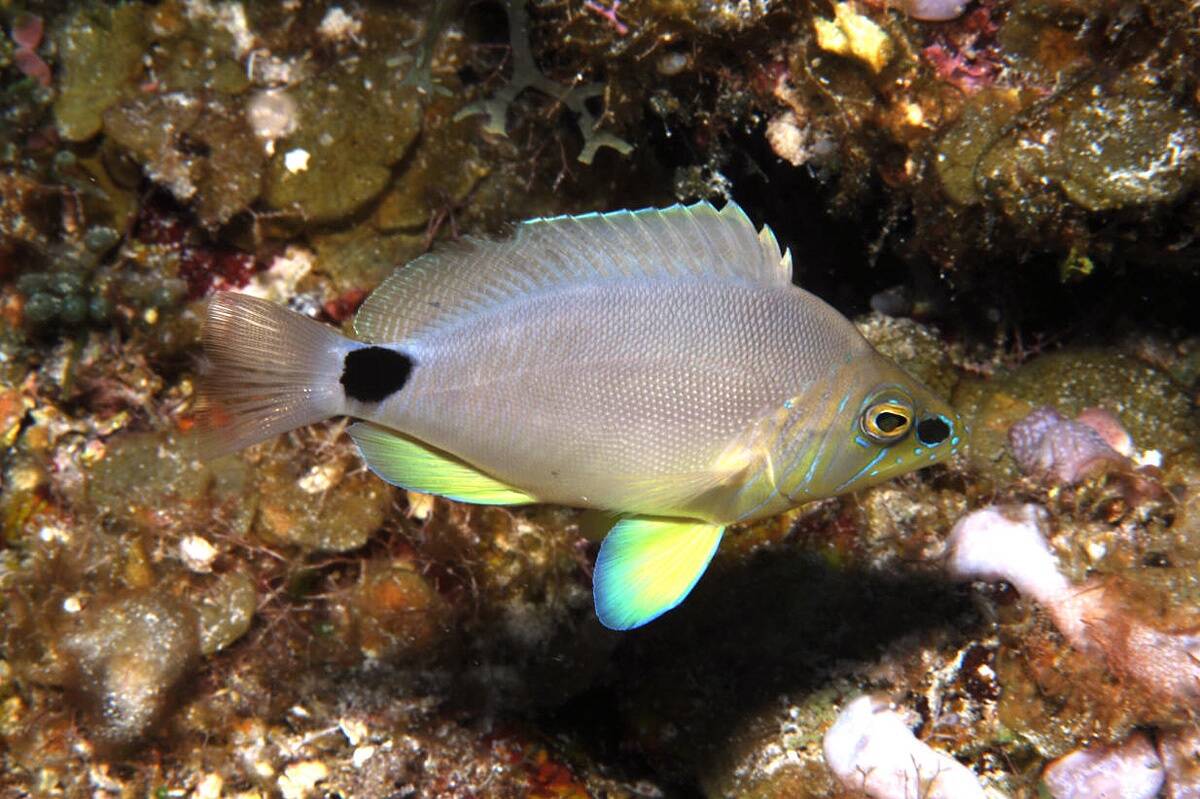 Hamlet fish – soovahetaja ja hermafrodiit takkapihta.