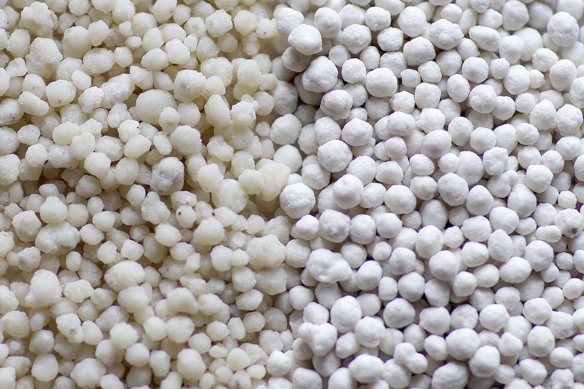 Muuhulgas võrreldakse NPK väetiste mõju: pildil Vene Phosagro väetis (vasakul) vs YaraMila (paremal, valge).