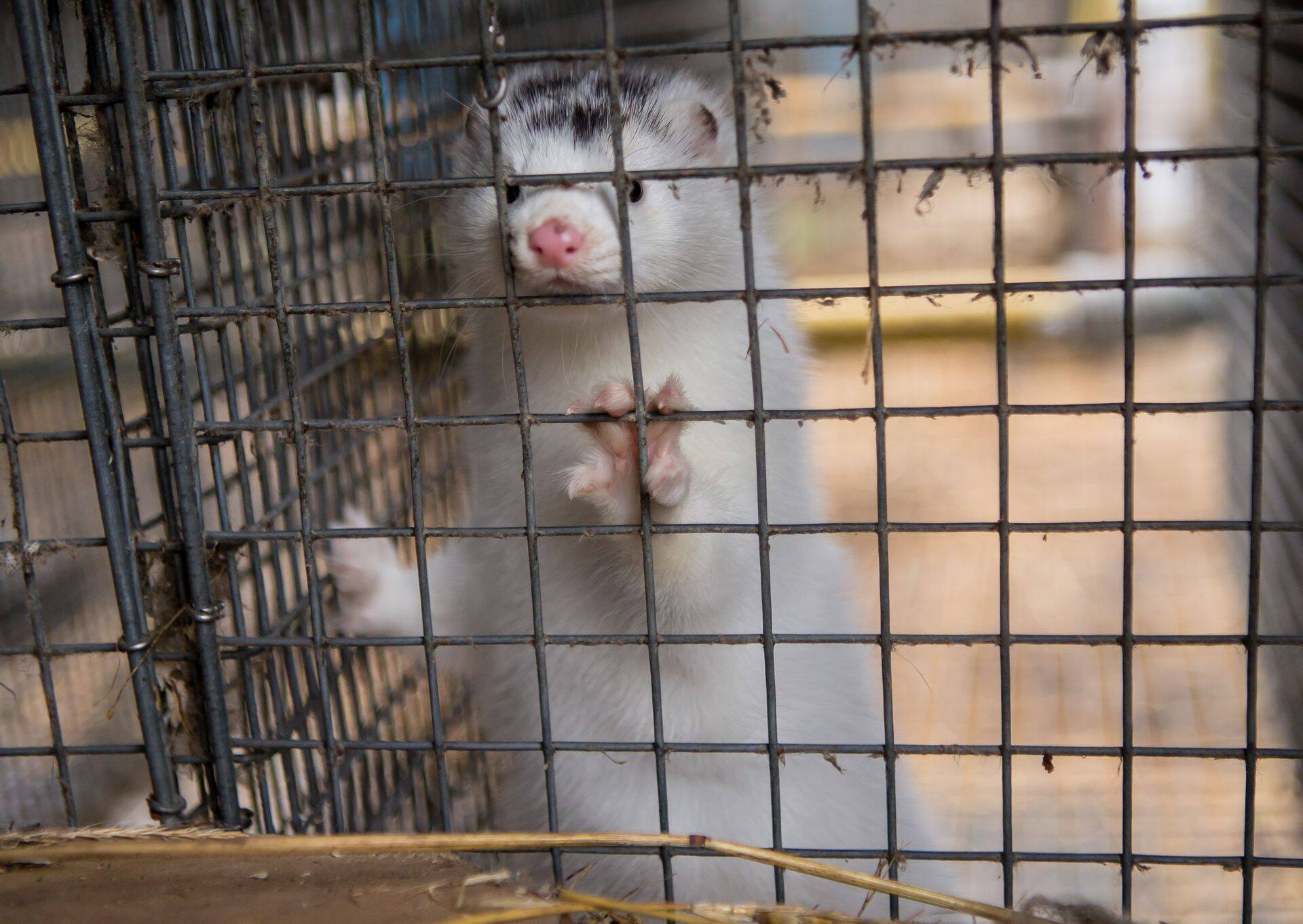 Karusloomakasvatus Karjakülas.