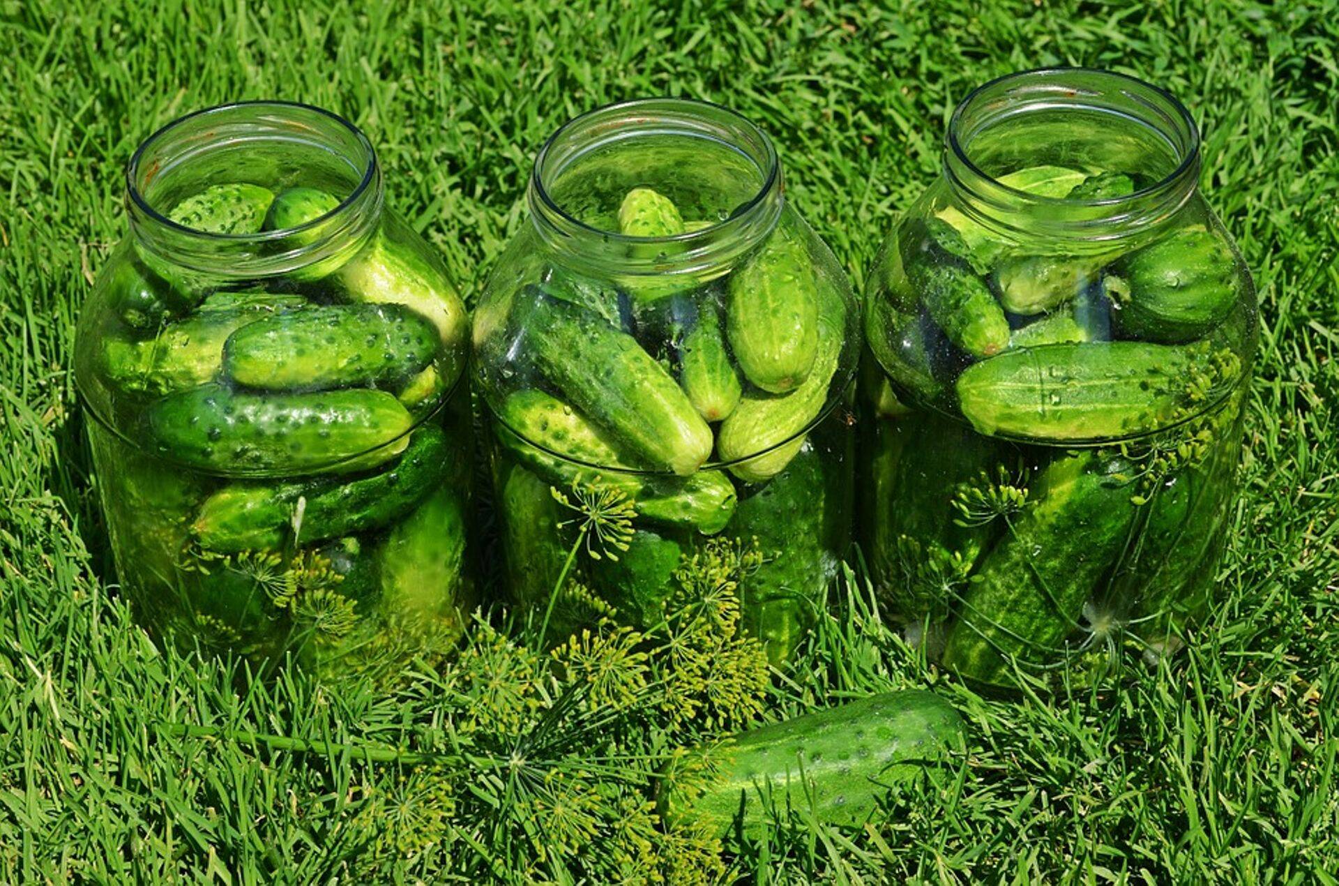 Kurgikorjajaid napib.