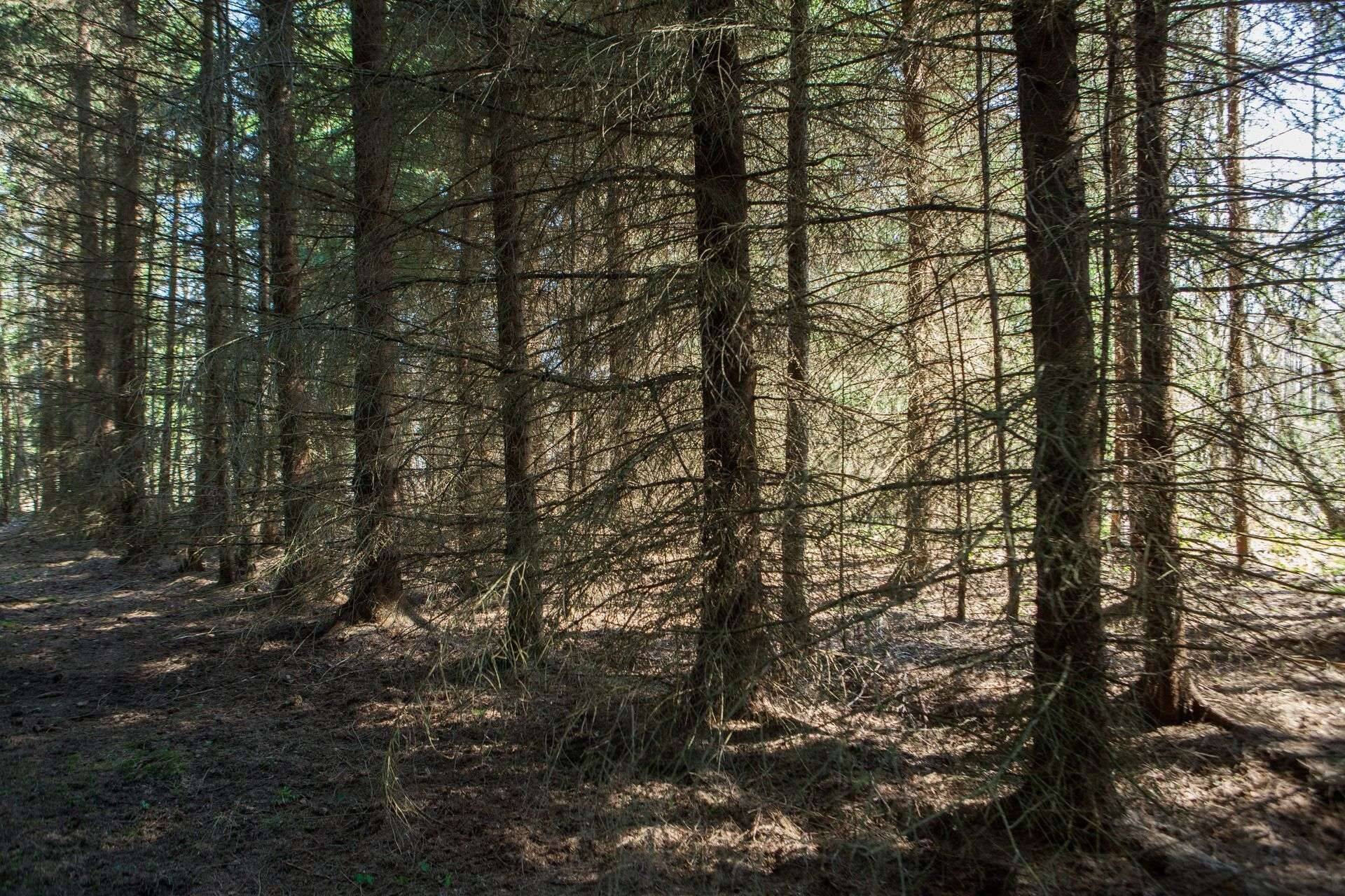Лес
