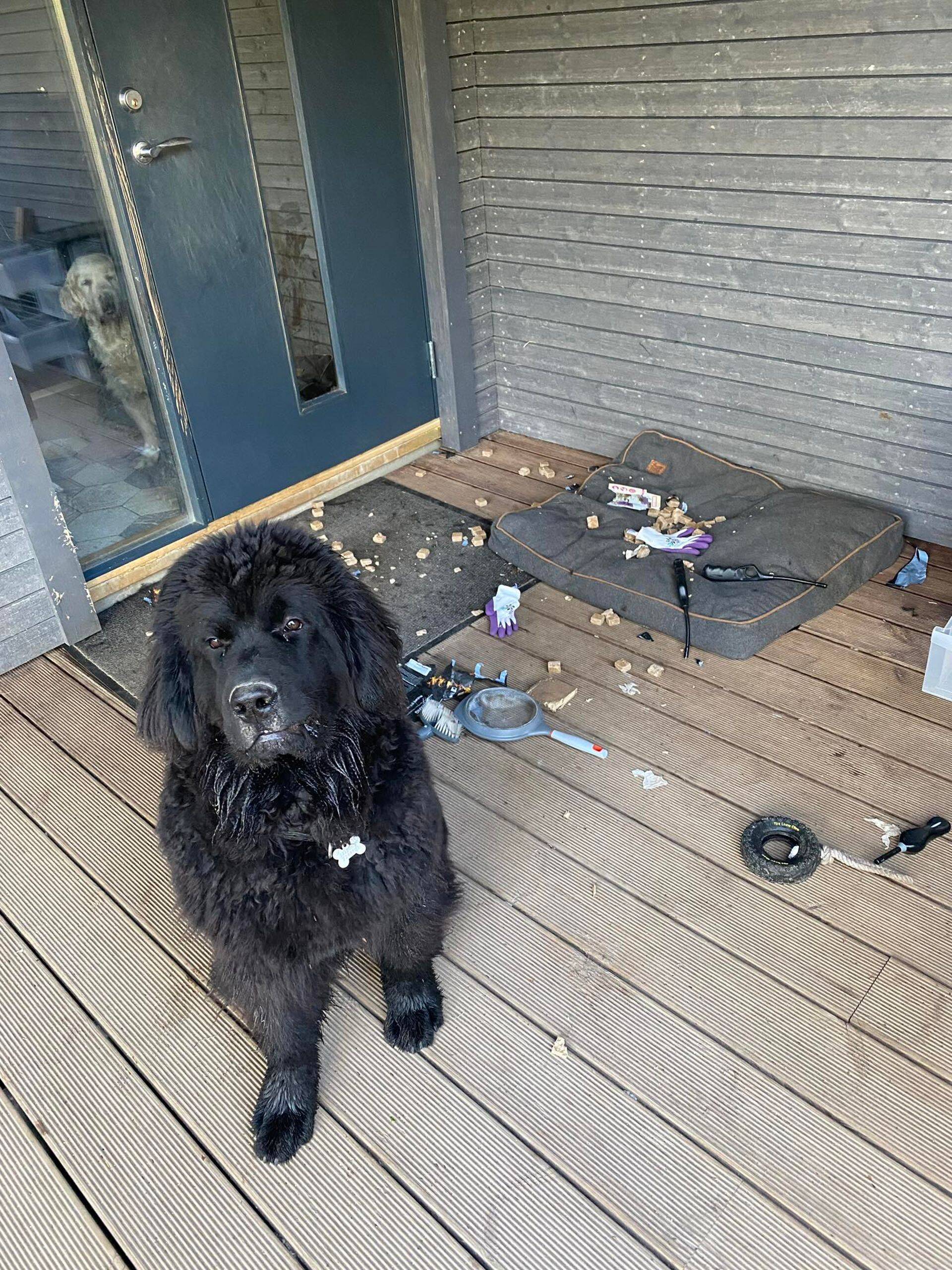 Rambo on tabatud järjekordselt pahanduselt.
