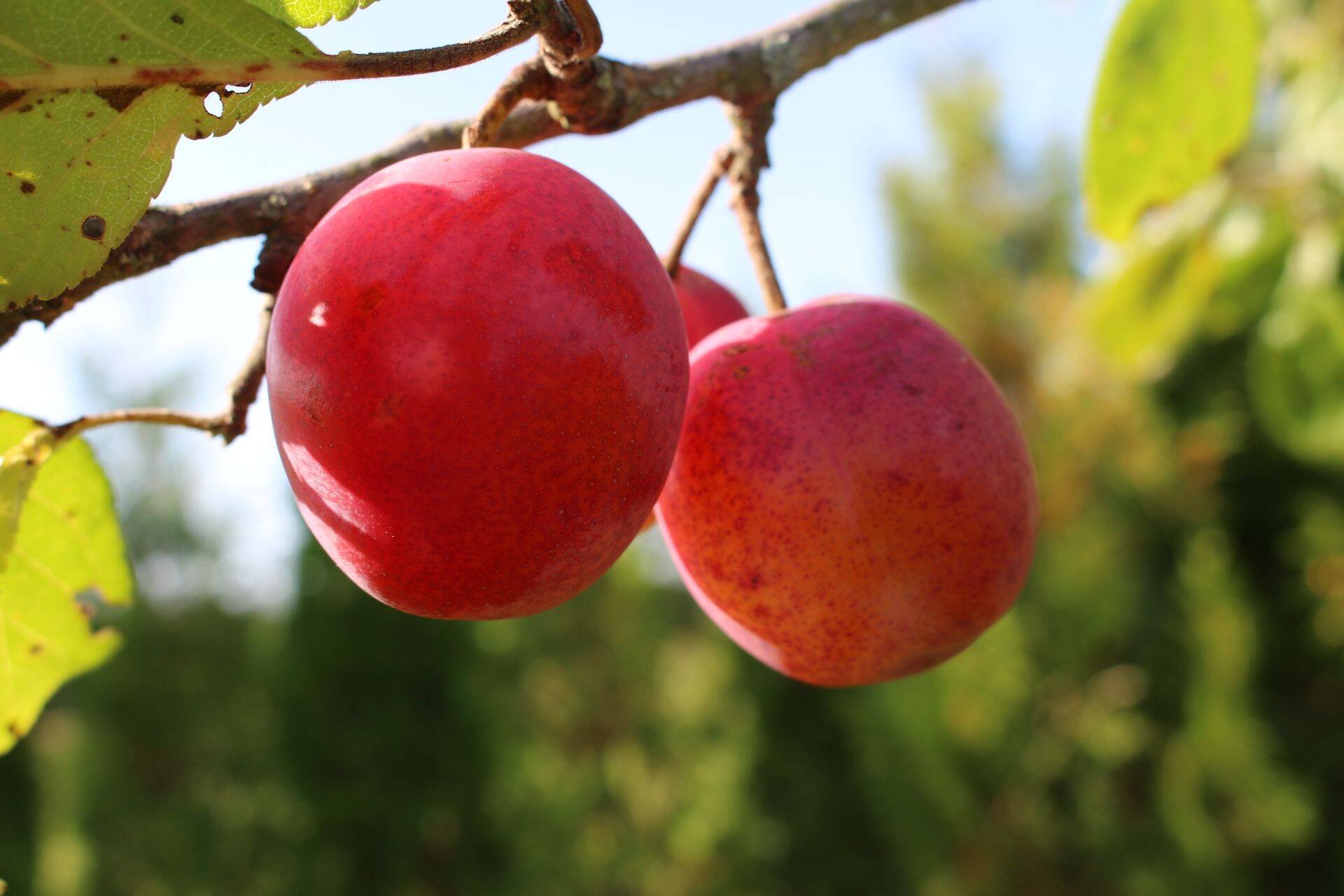 Puuviljakasvatajad saavad erakorralist toetust