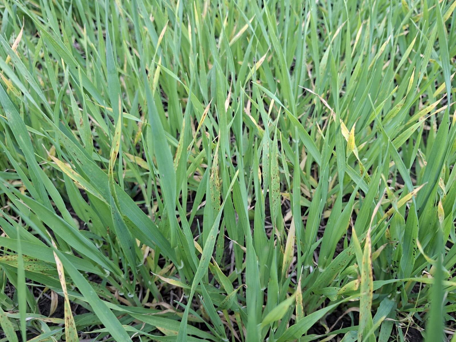 Ramularia suviodral.