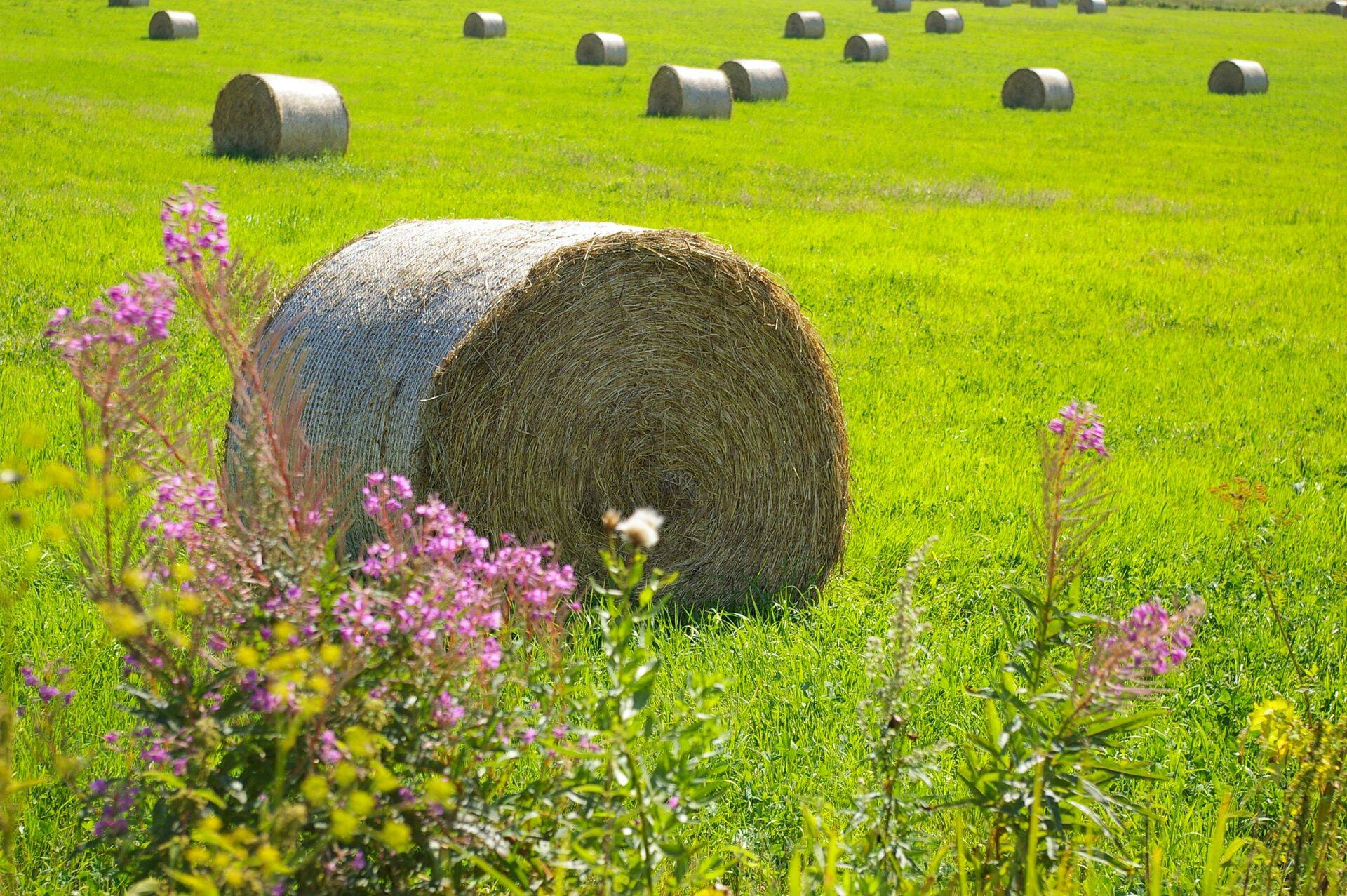 Hekseldatud rohu võib jätta kokku kogumata.