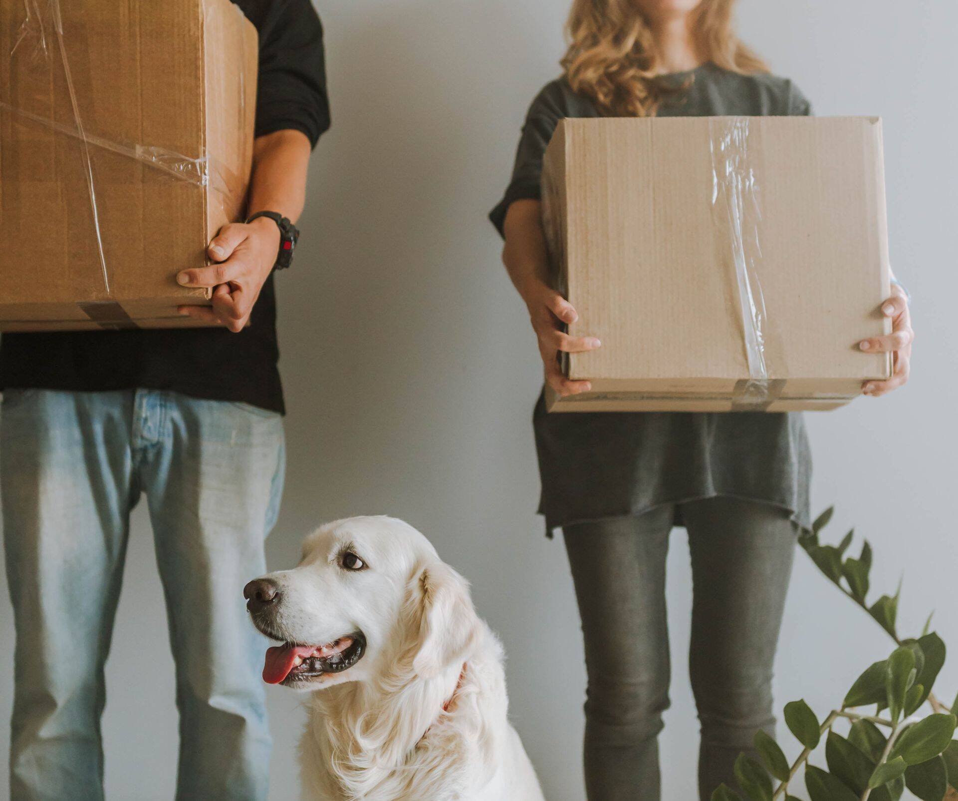 Varad lahku, koerad-lilled jagatud. Foto: Anatasia Shuraeva