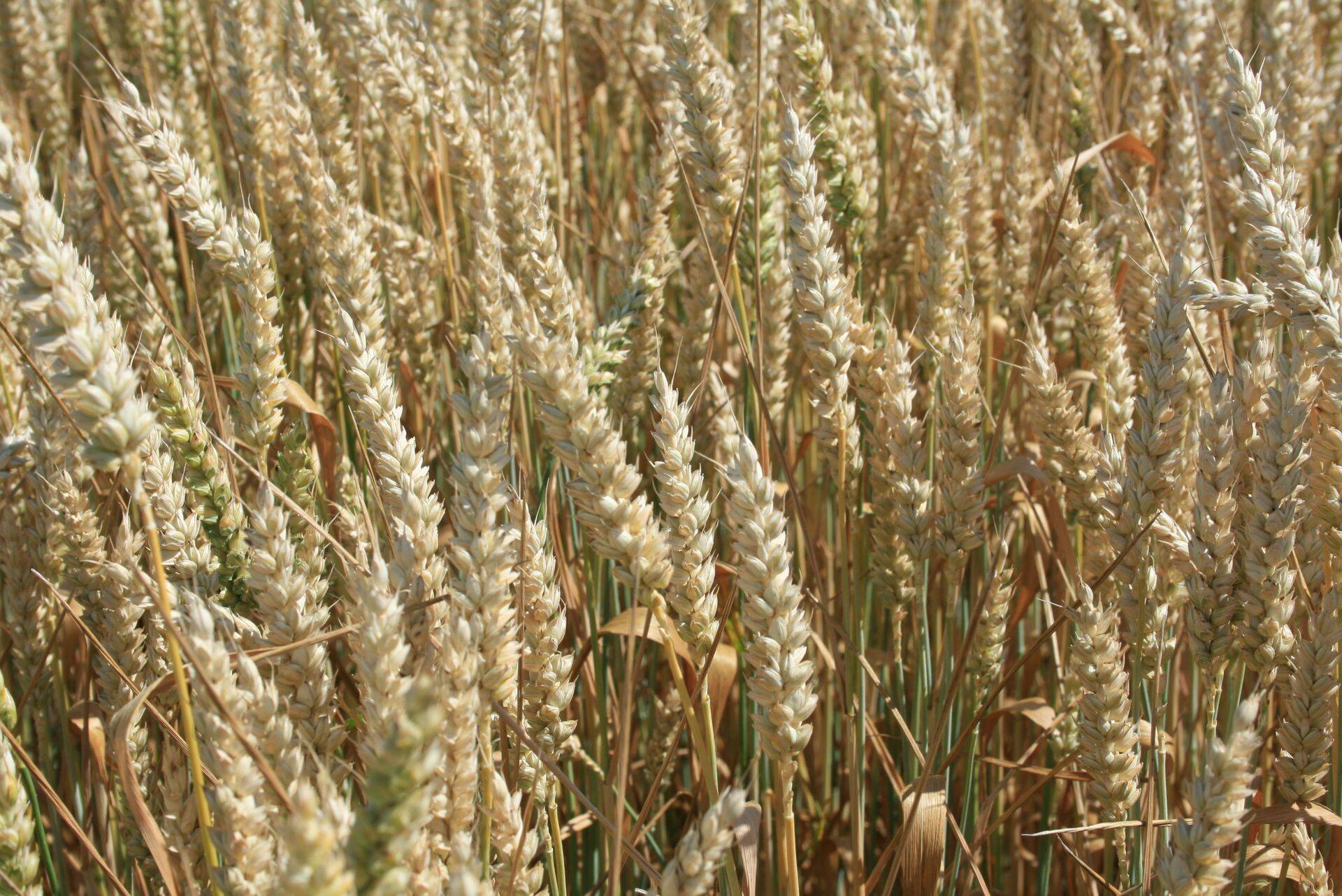 Eesti Põllumajandus-Kaubanduskoda valib täna Säreveres uued juhid