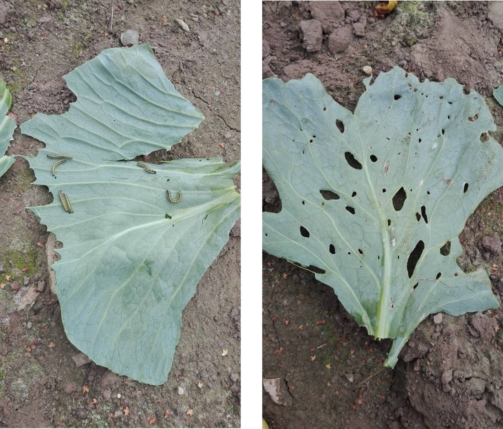 Suure kapsaliblika ja kapsakoi kahjustused kapsal.