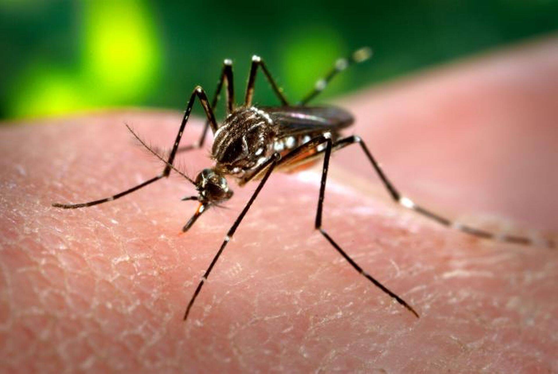 Zika viirust edasikandev Aedas Aegypt.