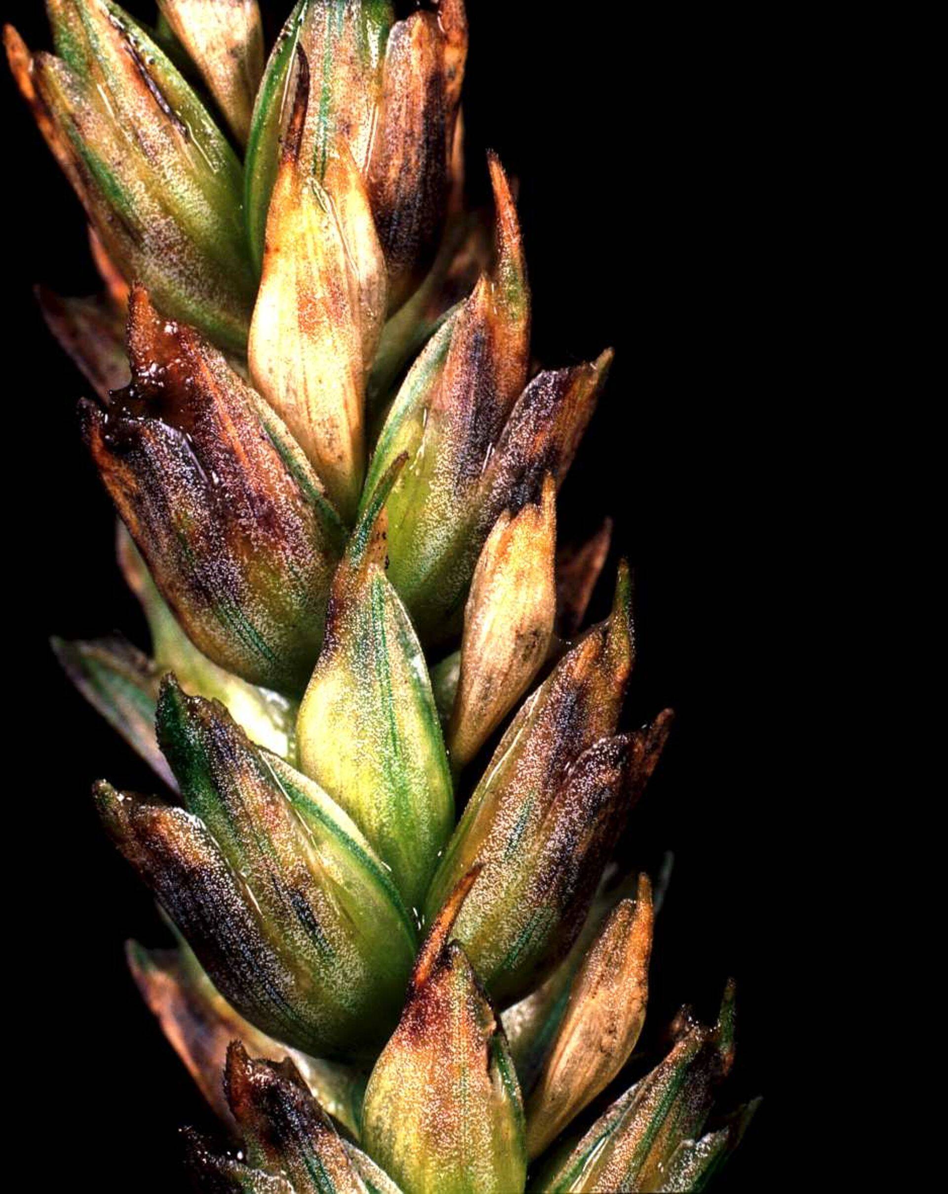 Helelaiksus viljapeadel.