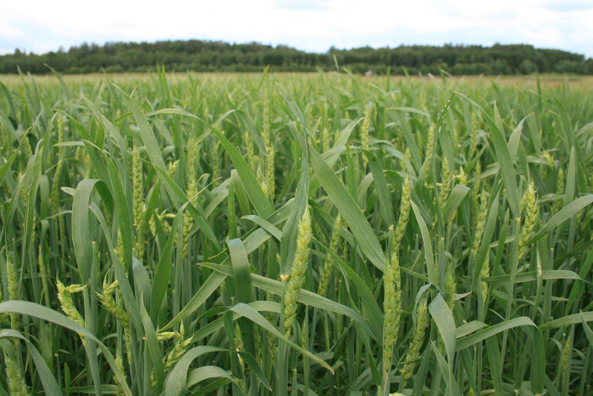 Rakendus hõlmab nii suvi- kui taliteraviljade, suvi- ja talirapsi, herne ja põldoa umbrohutõrjet.