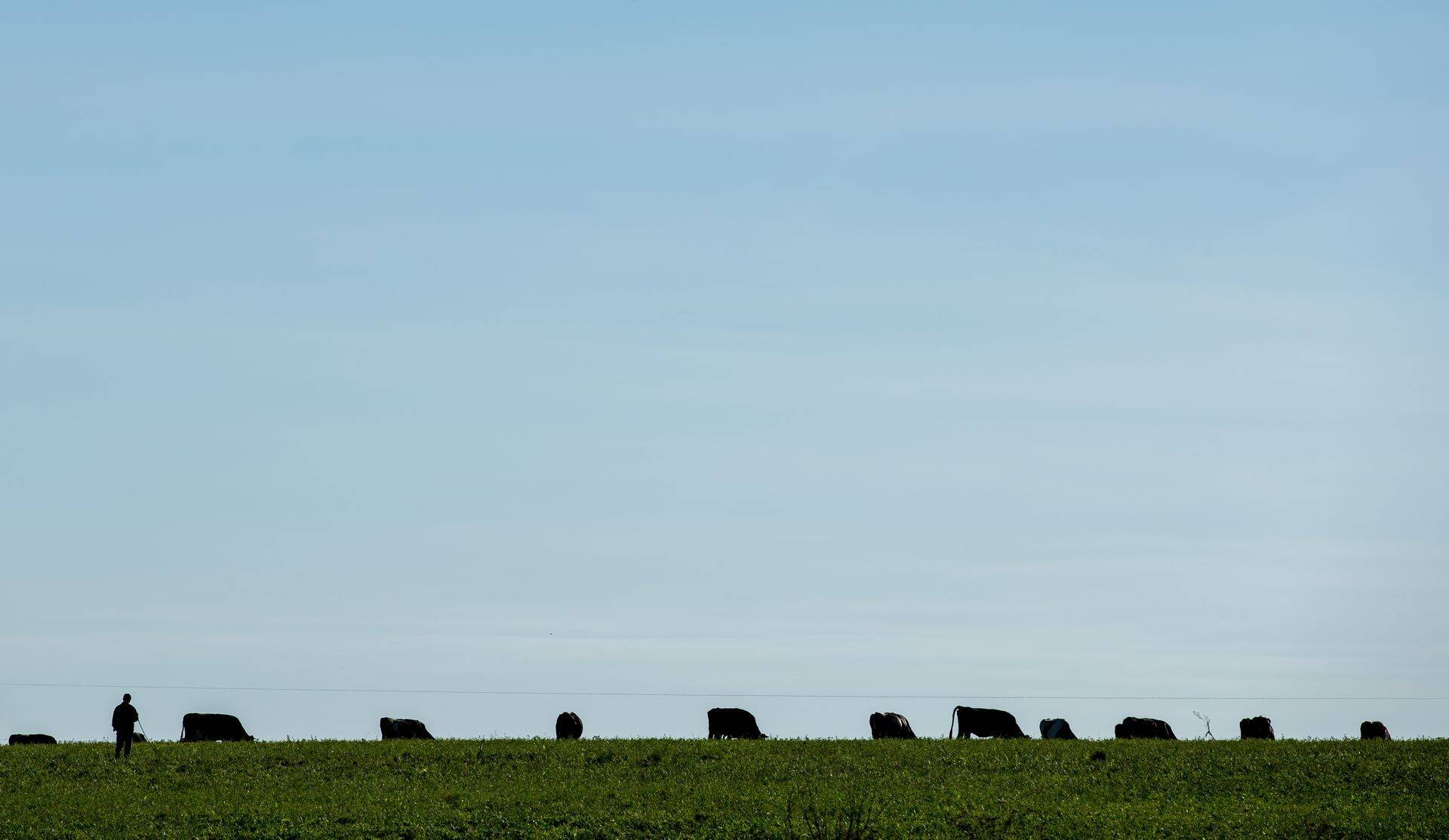 Piimahinnad langevad edasi ja taastumist pole näha