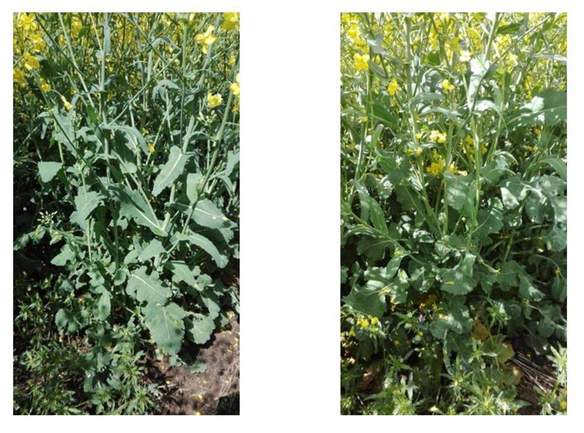 Artina EC-ga pritsitud talirapsil oli palju kõrvalharusid ja nende kasv oli ühtlane tänu kasvuregulaatori kasutamisele. Pildid tehtud 29. mail 2019.