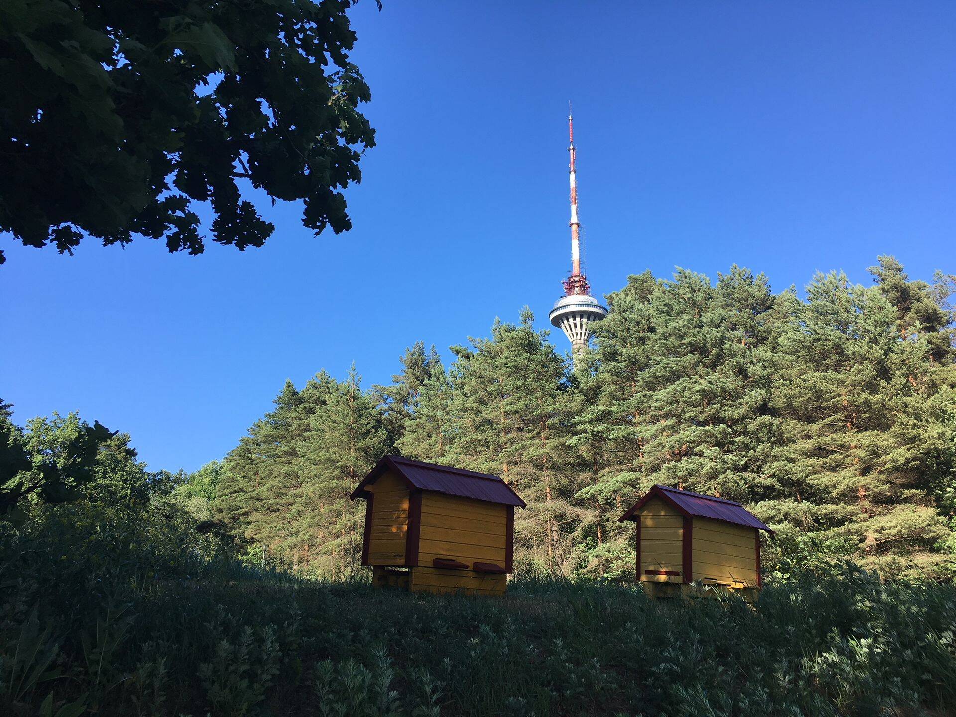 Tallinna Botaanikaaias alustasid tööd mesilased