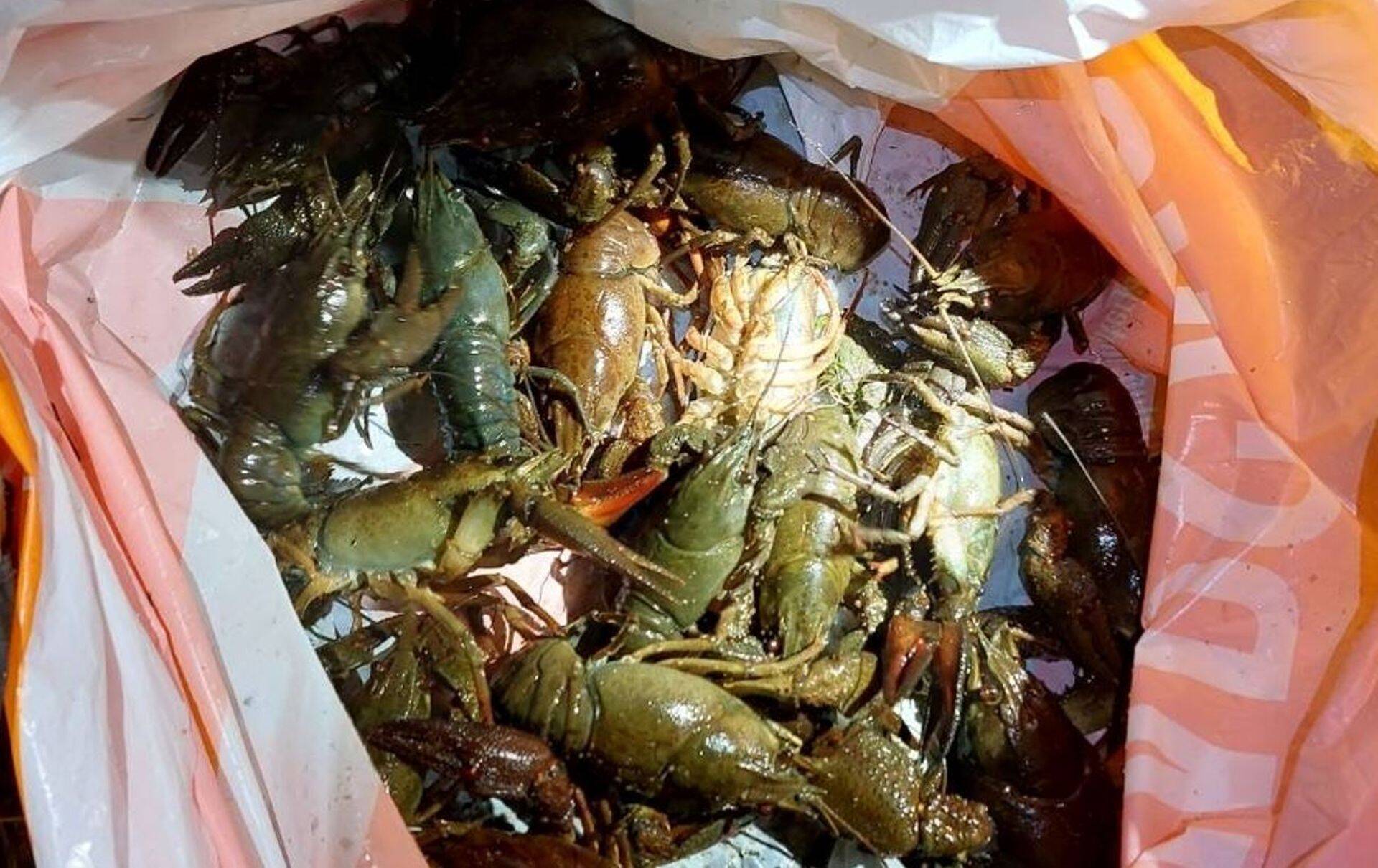 Eestis tohib vähki püüda vaid augustikuus ning mitte kõikjal.