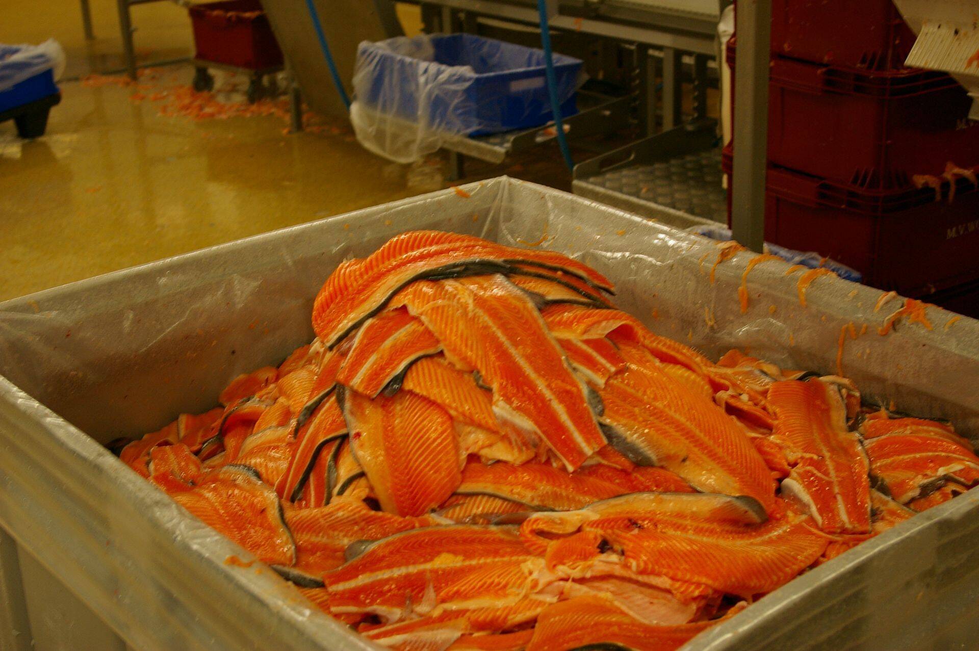 Spratfil: tahan olla parim kalatööstur