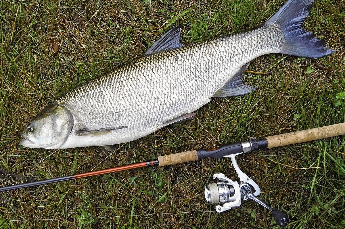 Eestis on tõugjapüük keelatud, Lätis aga lubatud.