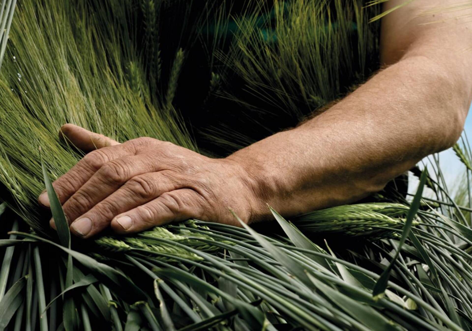 Suviotra peetakse sageli väiksema tulu ja saagipotentsiaaliga kultuuriks