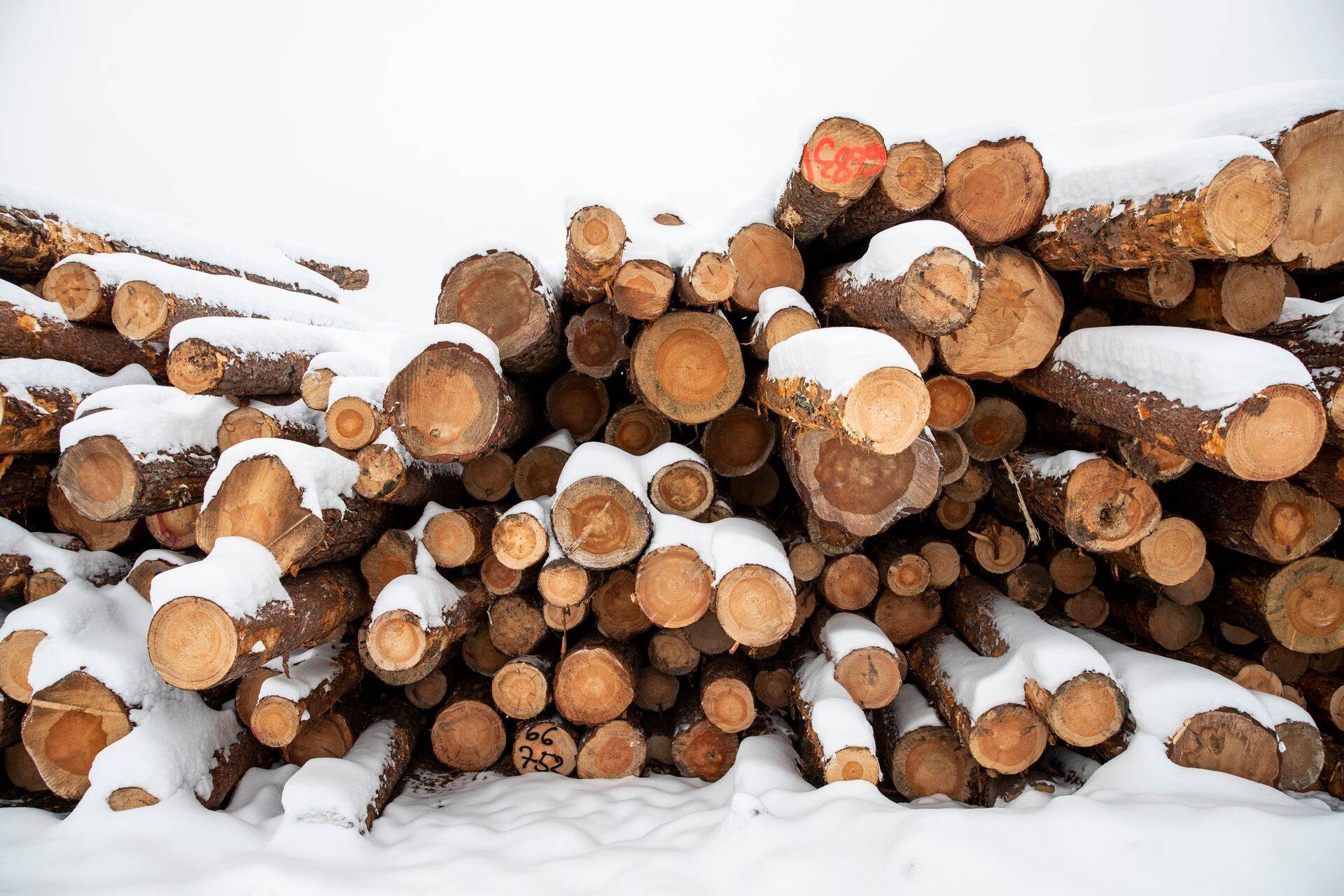 Ebaseaduslik puidukaubandus võib edaspidi selle korraldajad kümneks aastaks vangi saata. Pildil olev puit on aga täiesti seadusliku kaubanduse saadus.