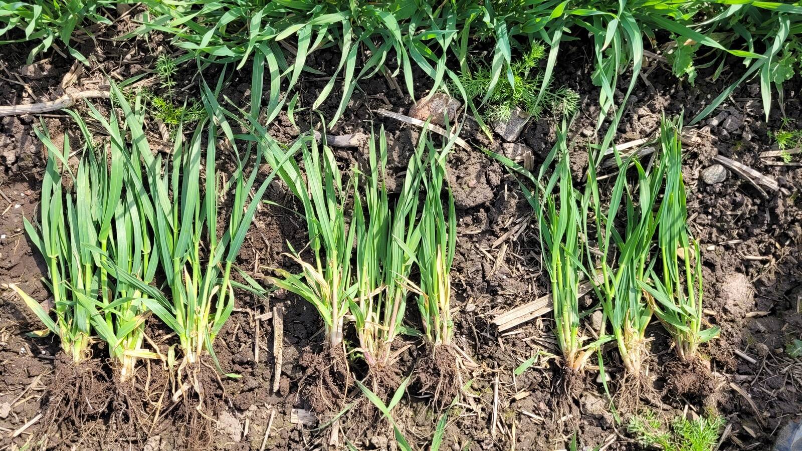 Taliodra sordid KWS Wallace, Bordeaux ja Wootan, 2024 kevad.