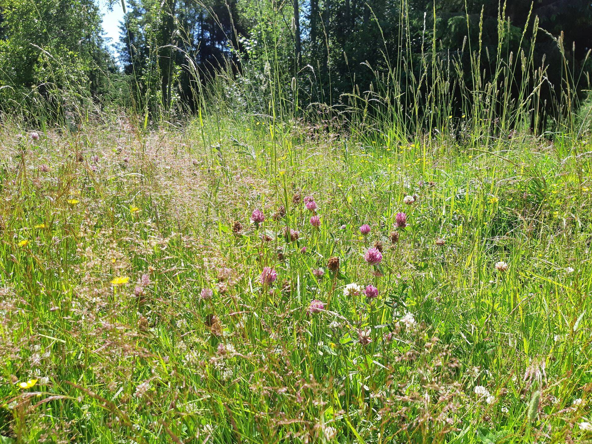 Keskkonnaamet otsib pärandniitude taastajaid.