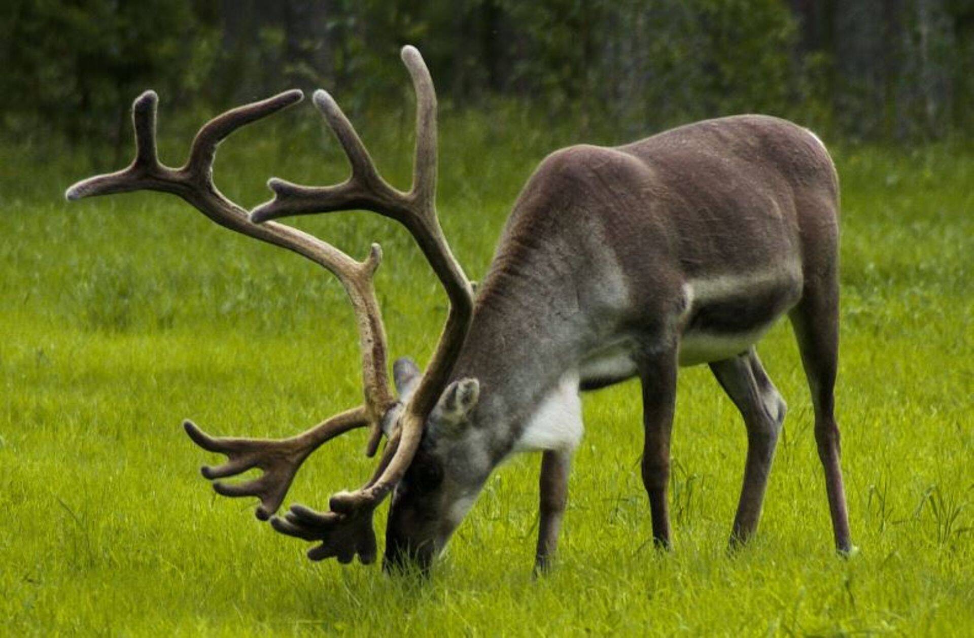 Euroopasse jõudis hirvlaste krooniline kurtumushaigus