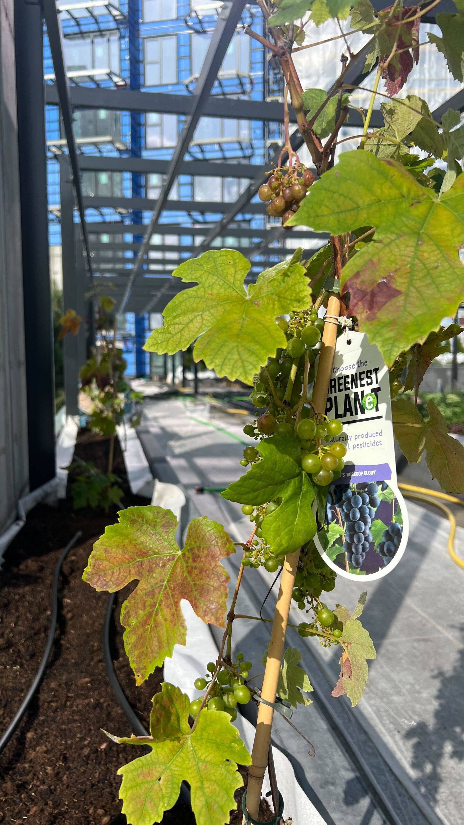 Katuseaia haljastus on juba valmimas.