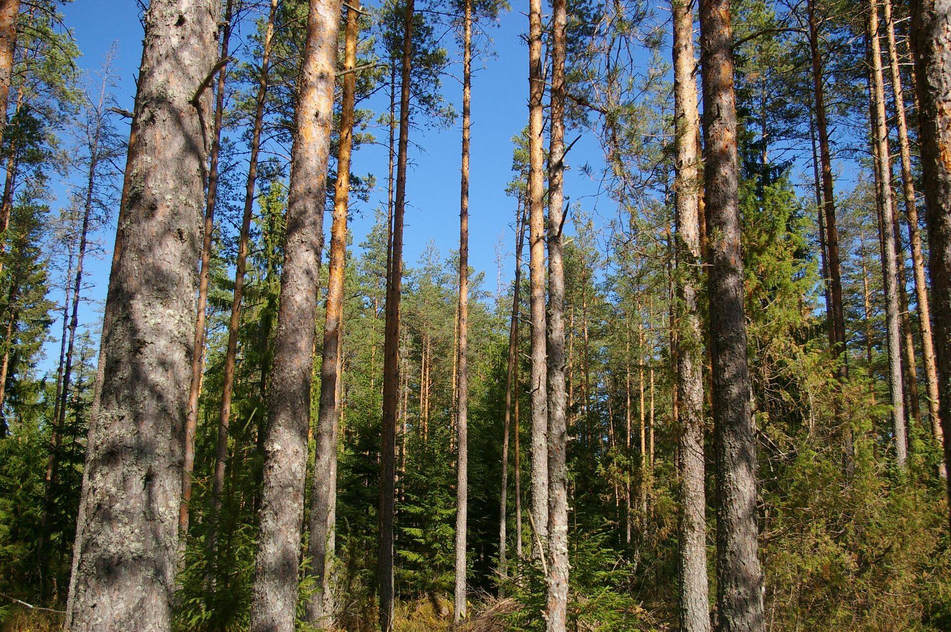 Vändra Metsaühing valisl uue juhatuse