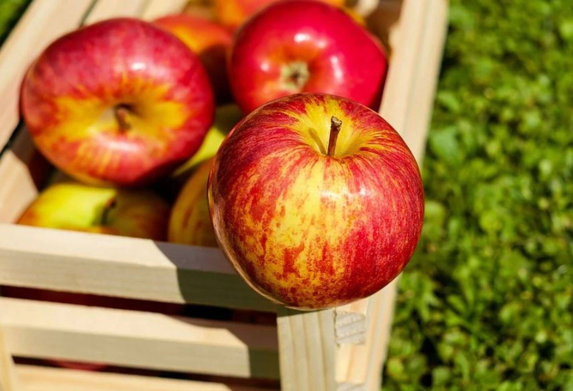 Puuviljakultuuridele oli 2019. aasta soodsam kui marjakultuuridele.