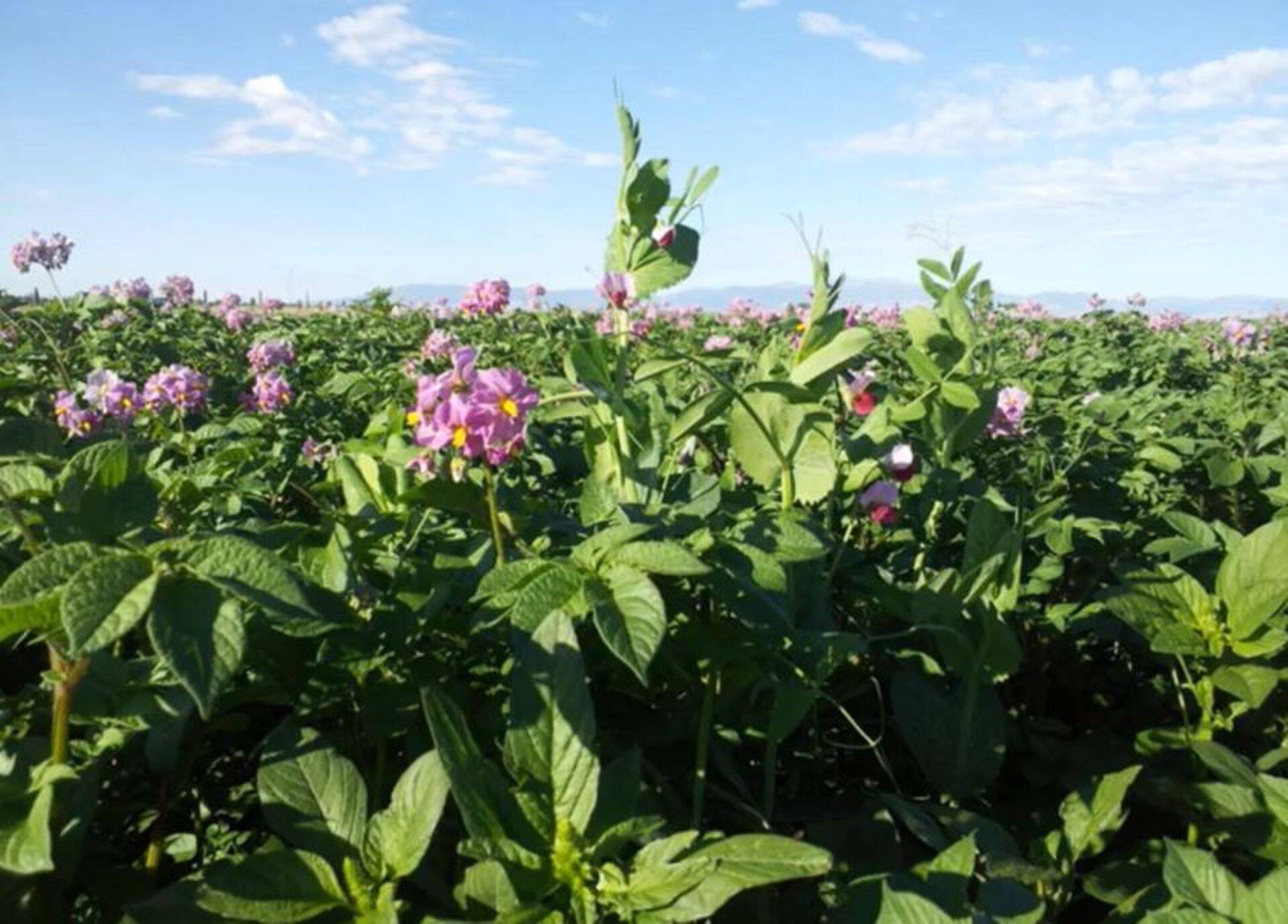 Brandon Rockey kartulipõld.