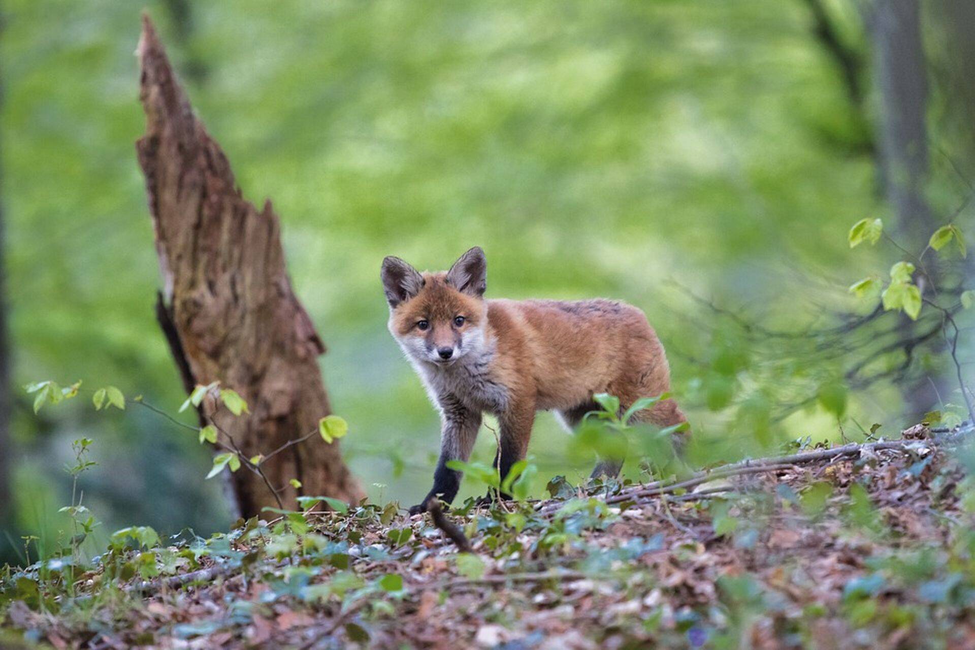 Lõppes sügisene metsloomade marutaudivastane vaktsineerimine