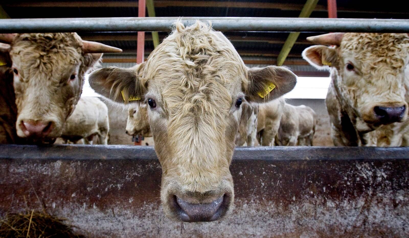 Euroopa farmides avastatud suu- ja sõrataud on järsult kergitanud veiseliha hinda.