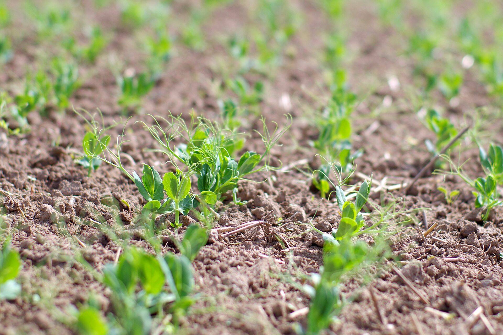 Põld pildis: kuidas kasvab hernes Tartumaal?