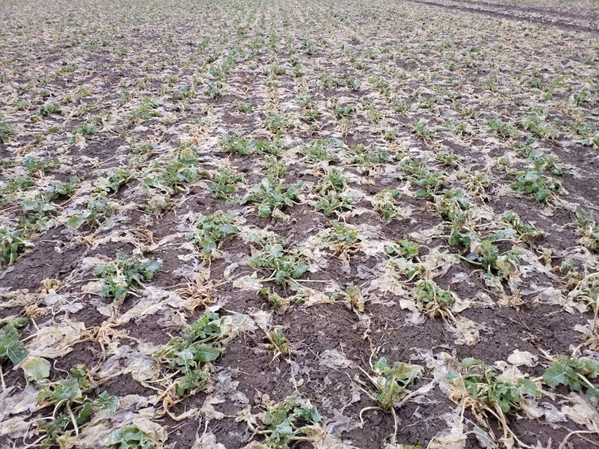 Üksikud taimed tervete taimede vahel on fomoosi nakatunud, kevad 2019.a.