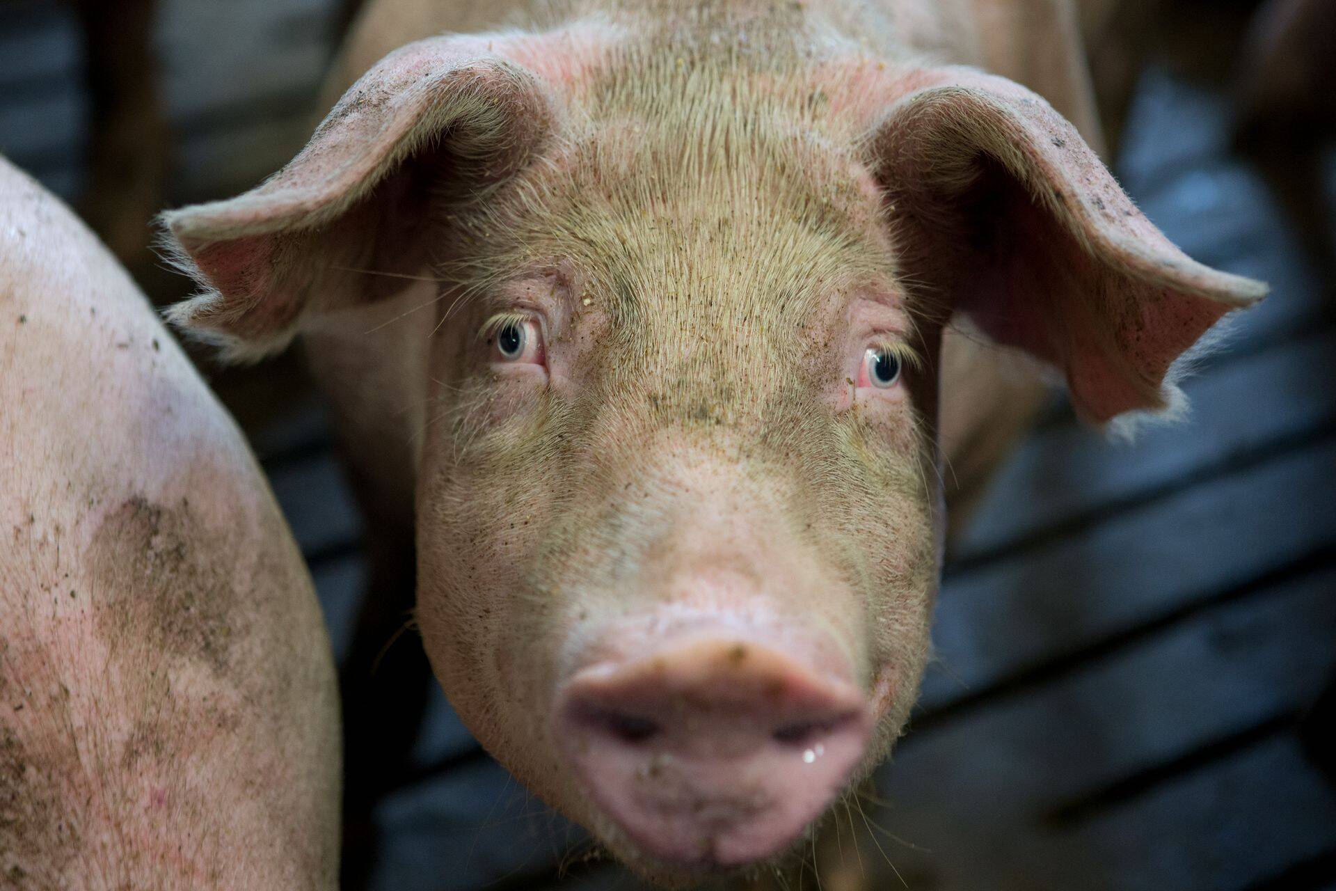 III tsooni piirangud lõpetati