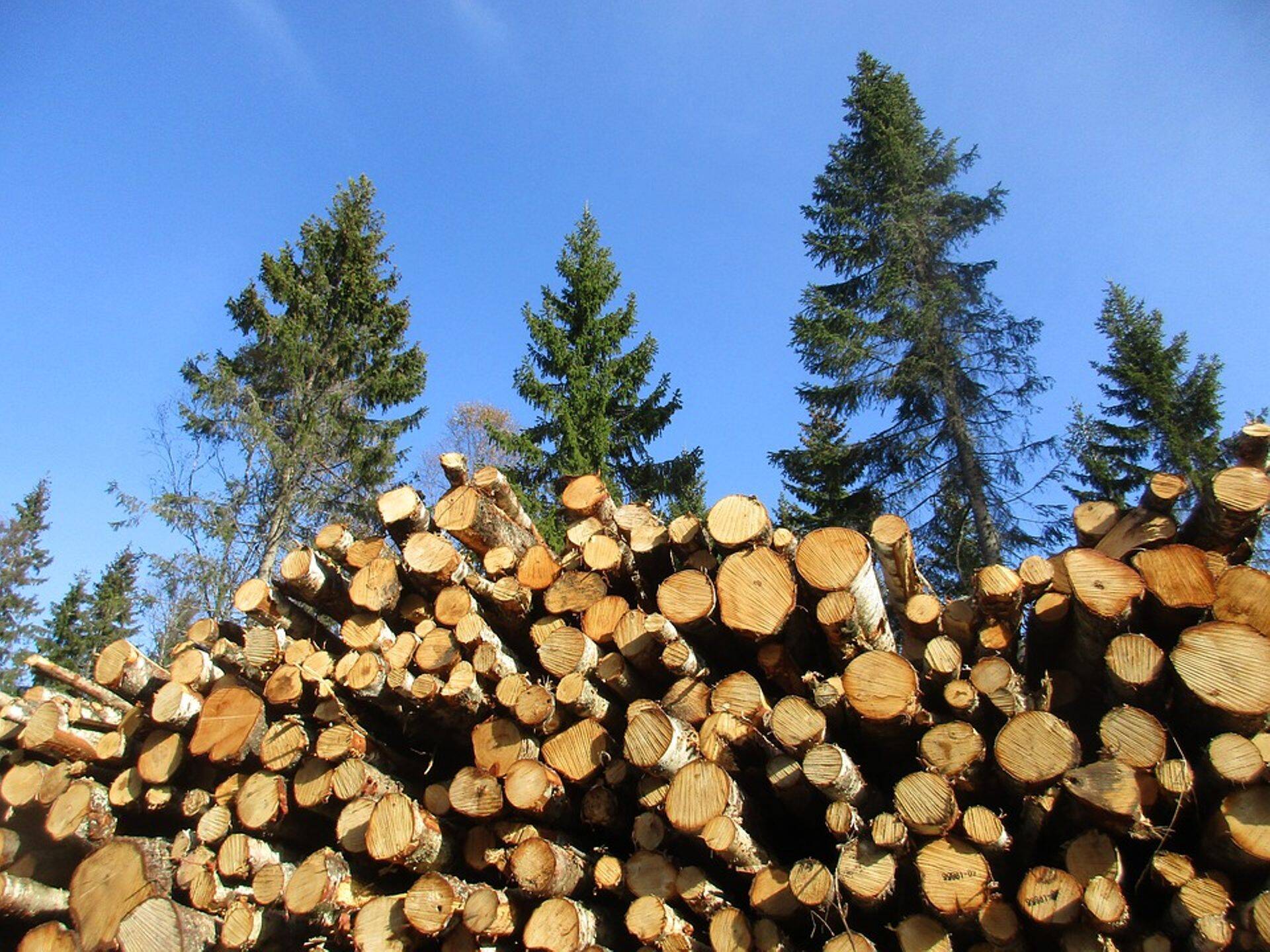 Eesti Erametsaliit: puidurafineerimistehase rajamine stabiliseeriks puiduturgu