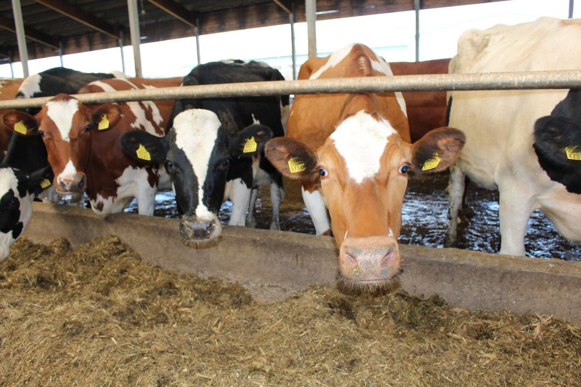 Piimahinnad on tänavu tublisti tõusnud.