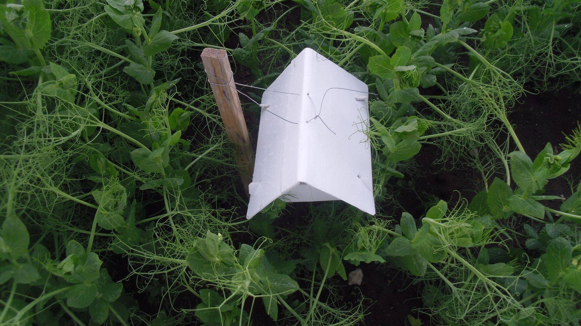 Hernepõllule pannakse 1 feromoonpüünis kolme hektari kohta.