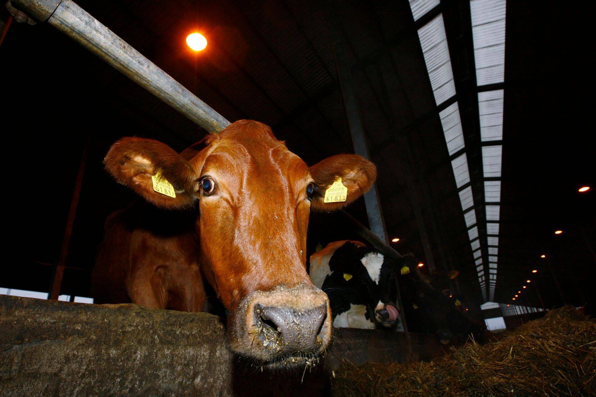 FARMITEHNOLOOGIA: Nisad puhtaks kerge vaevaga