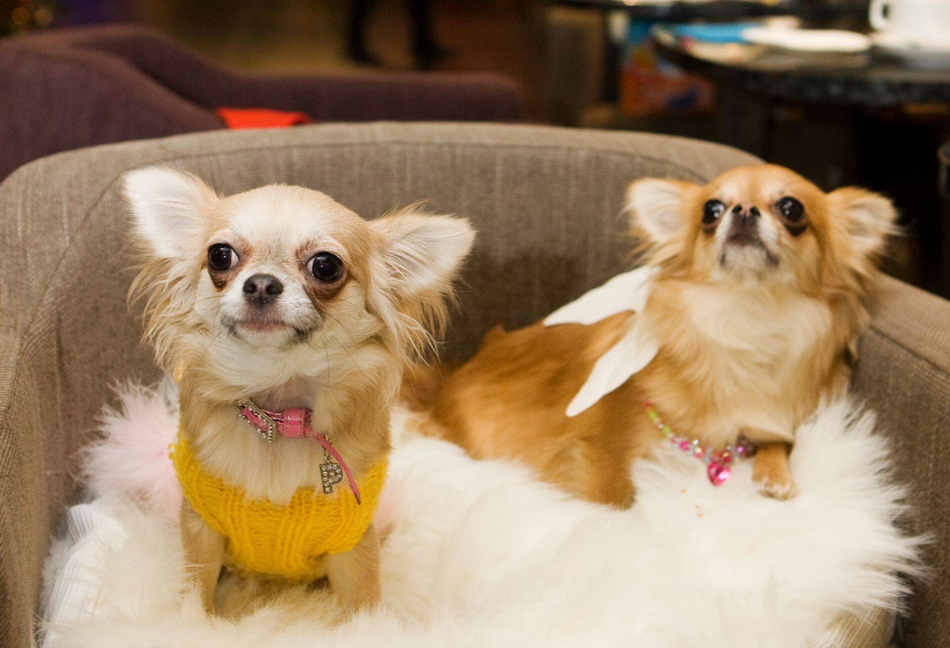 Chihuahuade jõulupidu "Minu väike inglike"