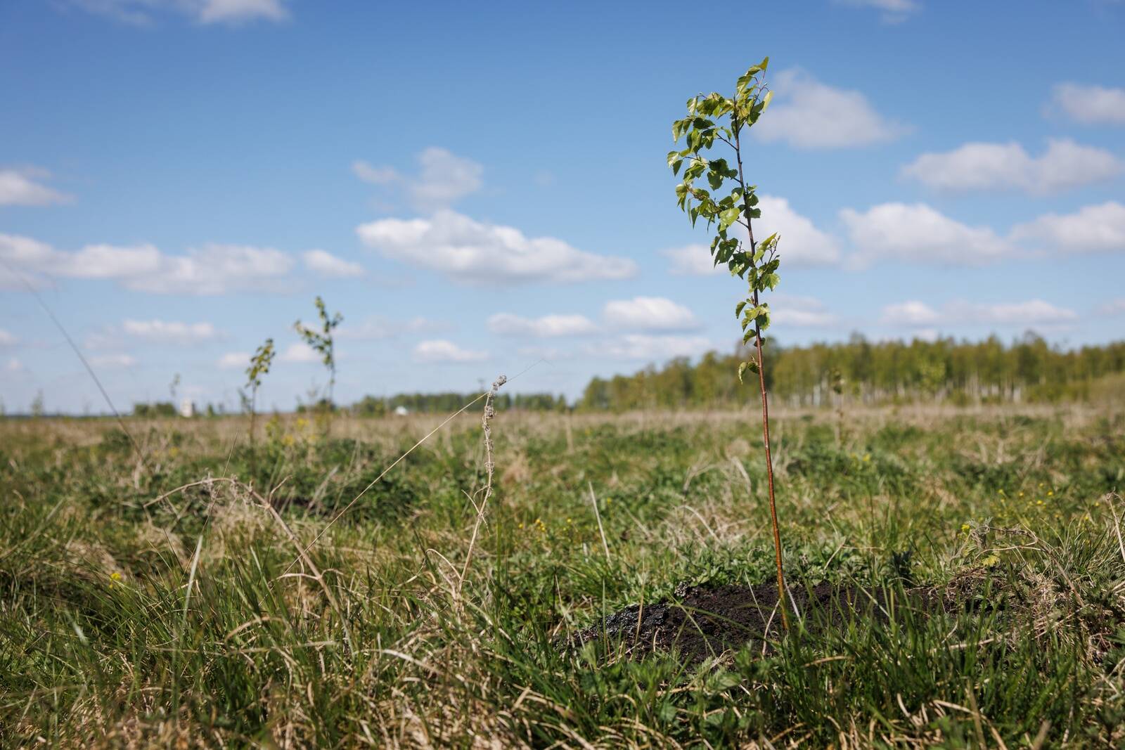 Peaminister ütles, et päris kiiresti on tõusnud ning ilmselt ka jätkab tõusmist piirangute kompenseerimiseks mõeldud erametsatoetuste eelarve.