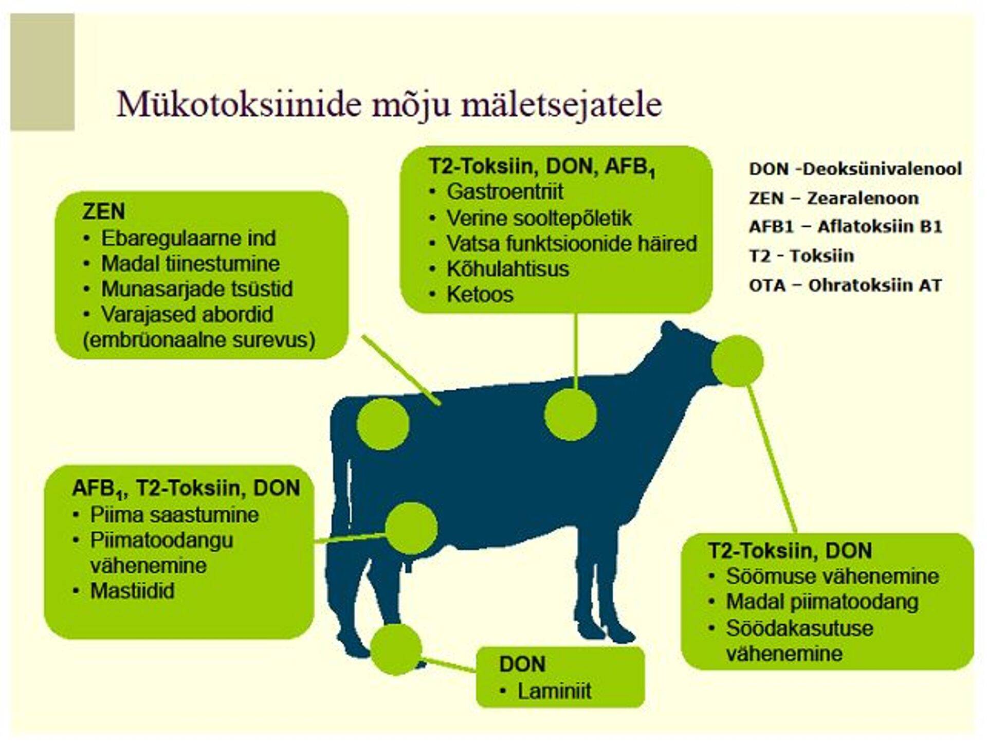 Mükotoksiinide mõju mäletsejatele