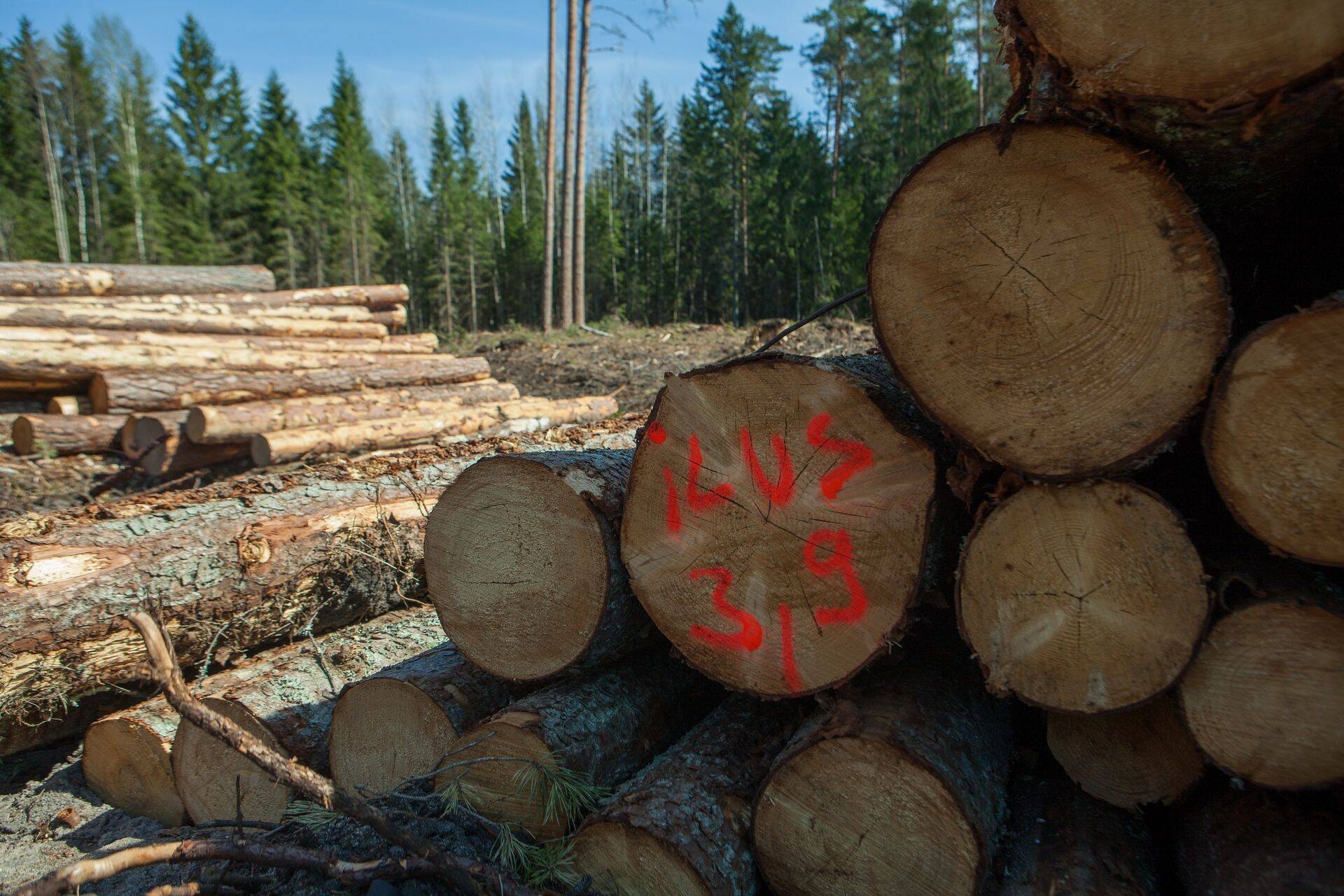 Эстония экспортирует необработанную древесину слишком дешево