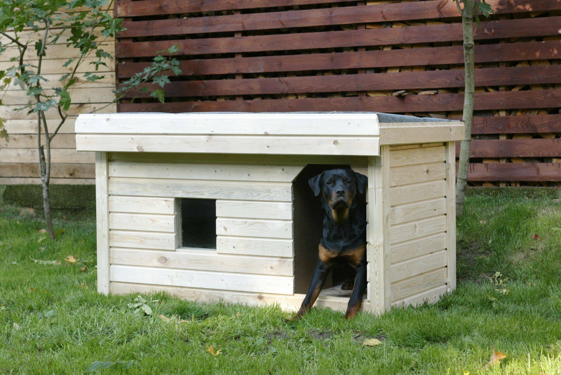 Kuidas käibemaksustatakse võõrandamisel koerakuuti?